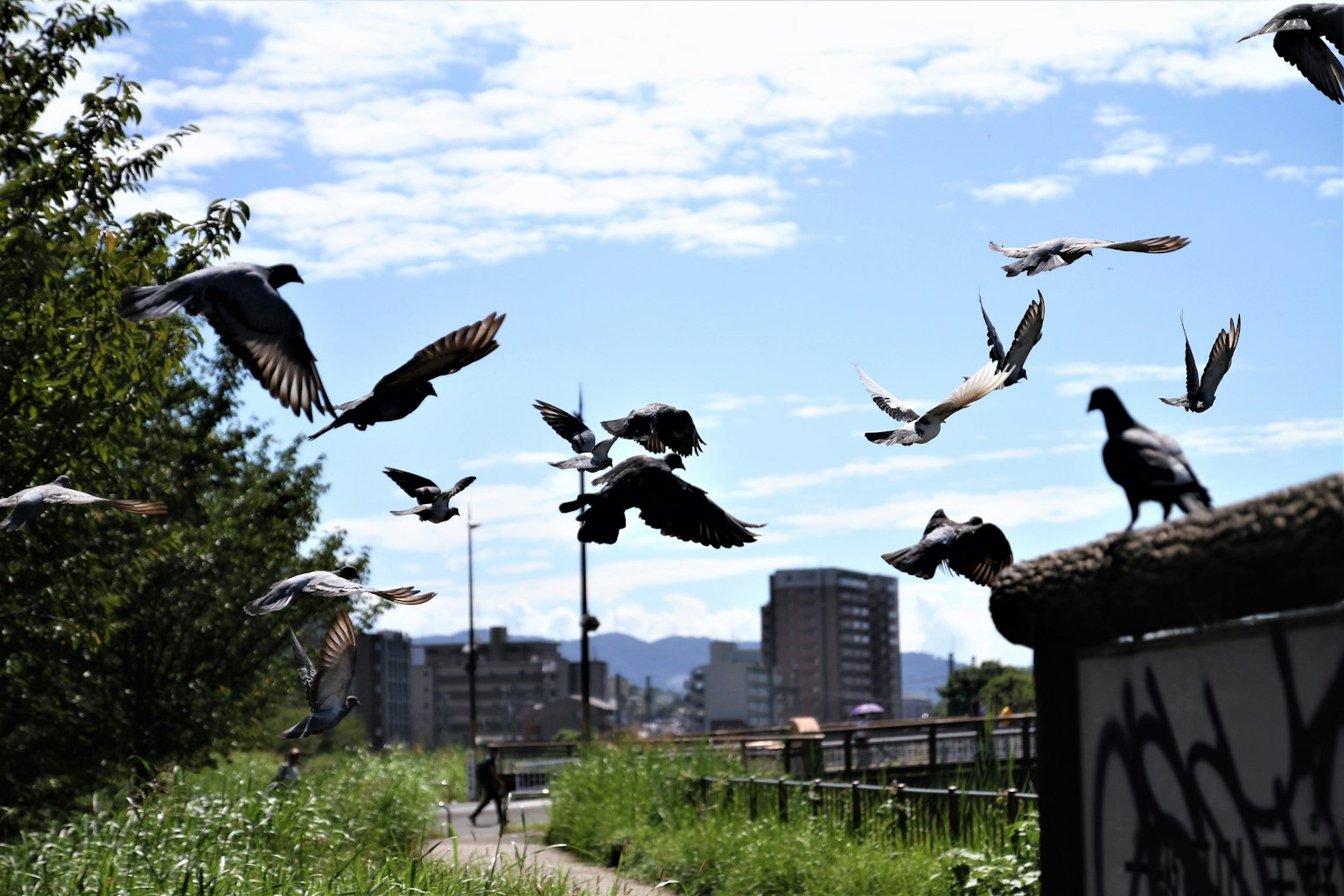 Un groupe de pigeons volant sous un ciel bleu avec un paysage urbain en arrière-plan