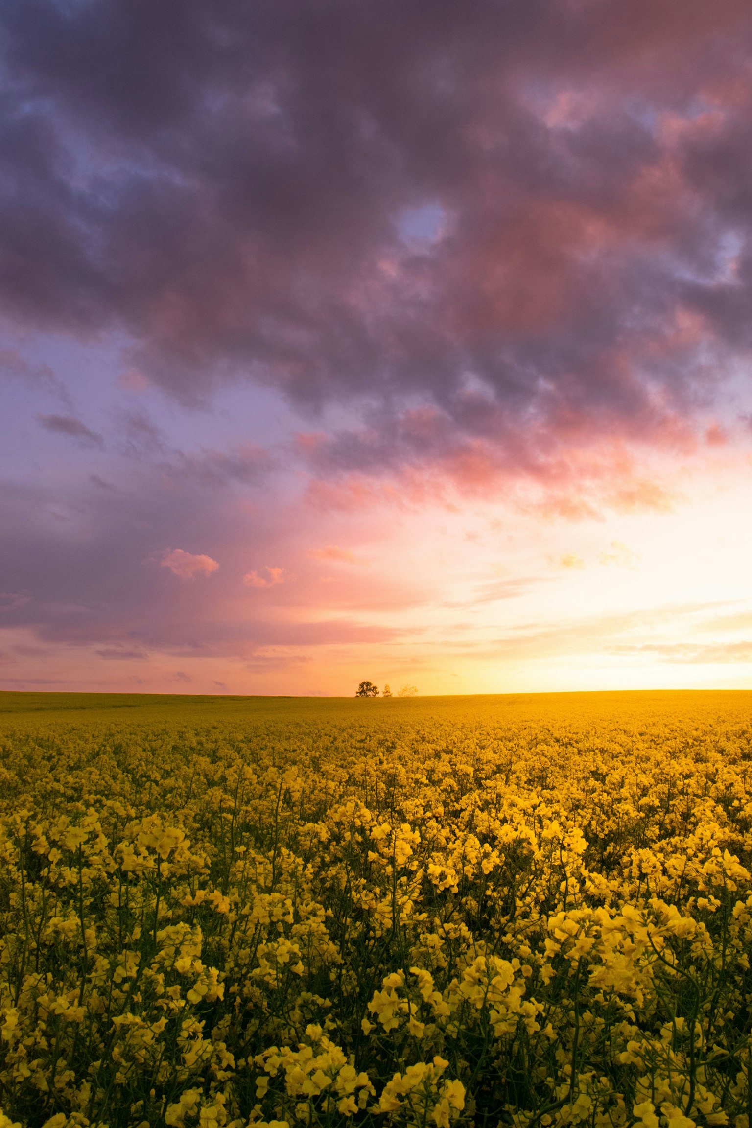 Paesaggio di fiori di colza gialli sotto un cielo al tramonto