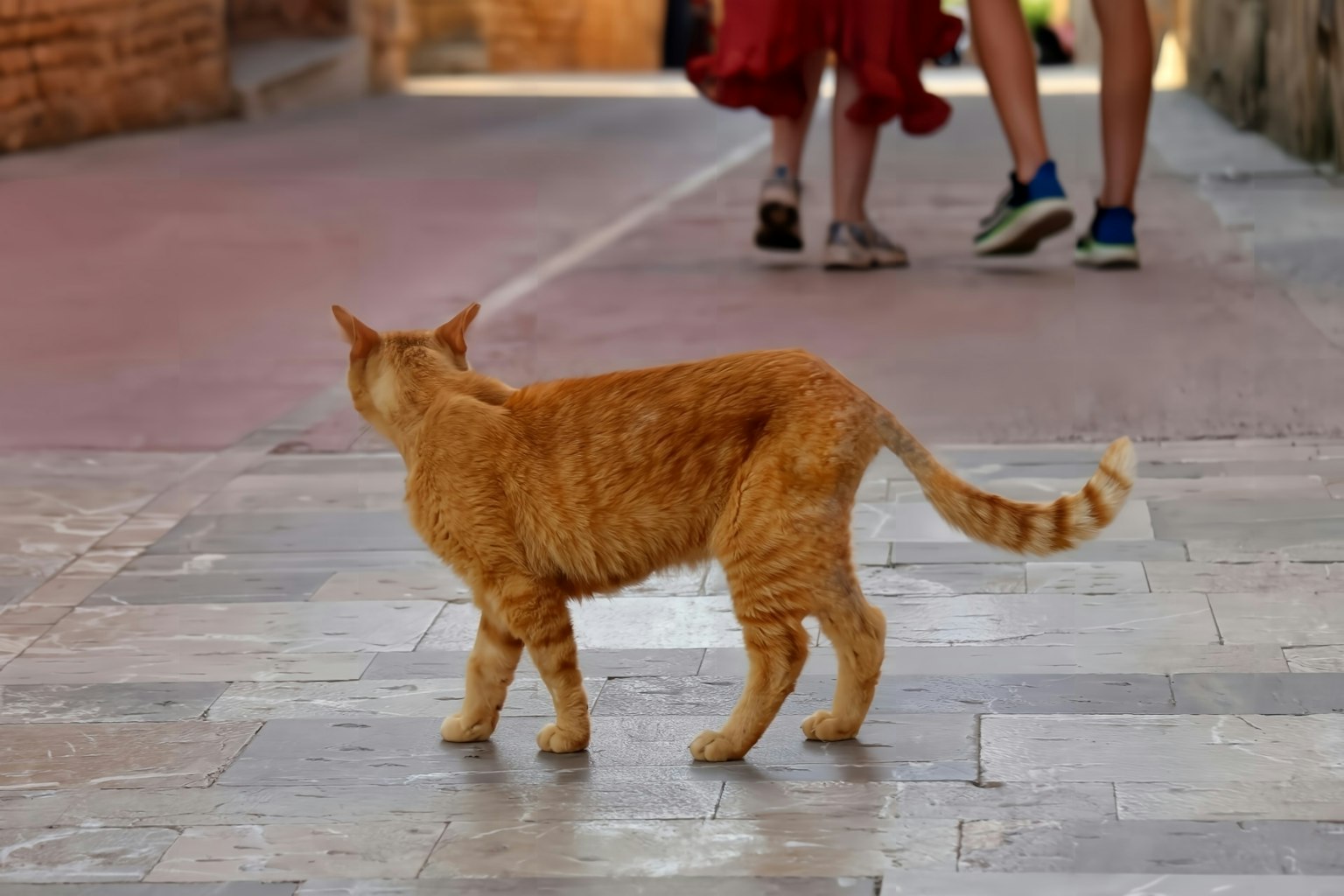 Gato naranja caminando por una calle de adoquines con personas al fondo