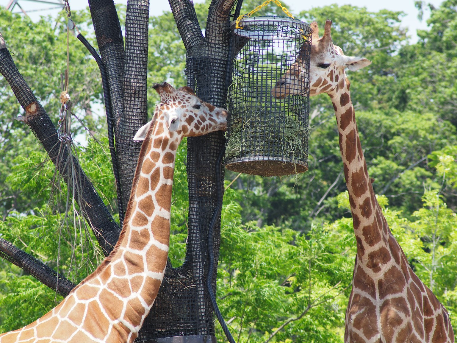 Due giraffe che si nutrono vicino a un albero in un ambiente verdeggiante