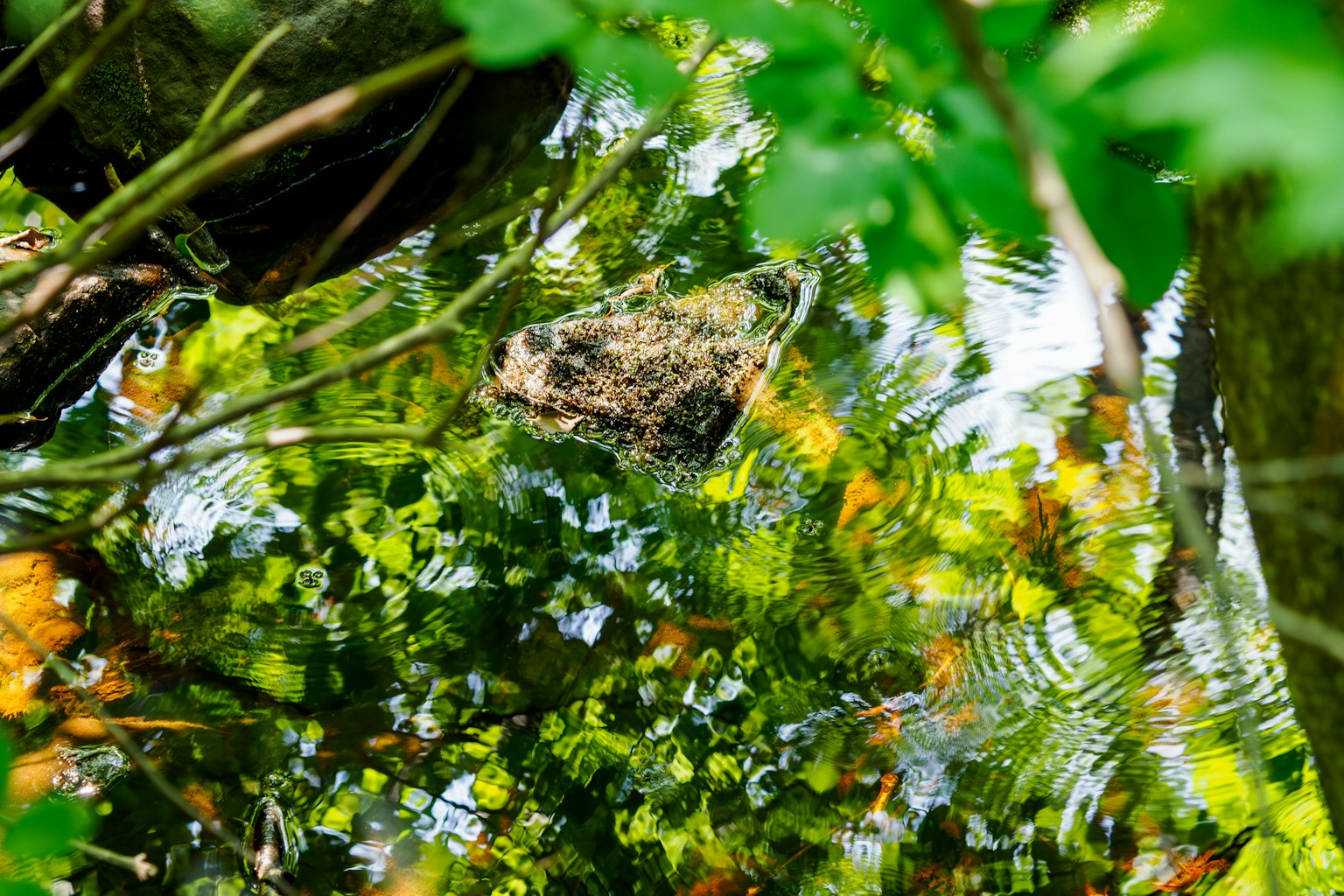 Belle vue des feuilles vertes et des plantes aquatiques réfléchies à la surface de l'eau