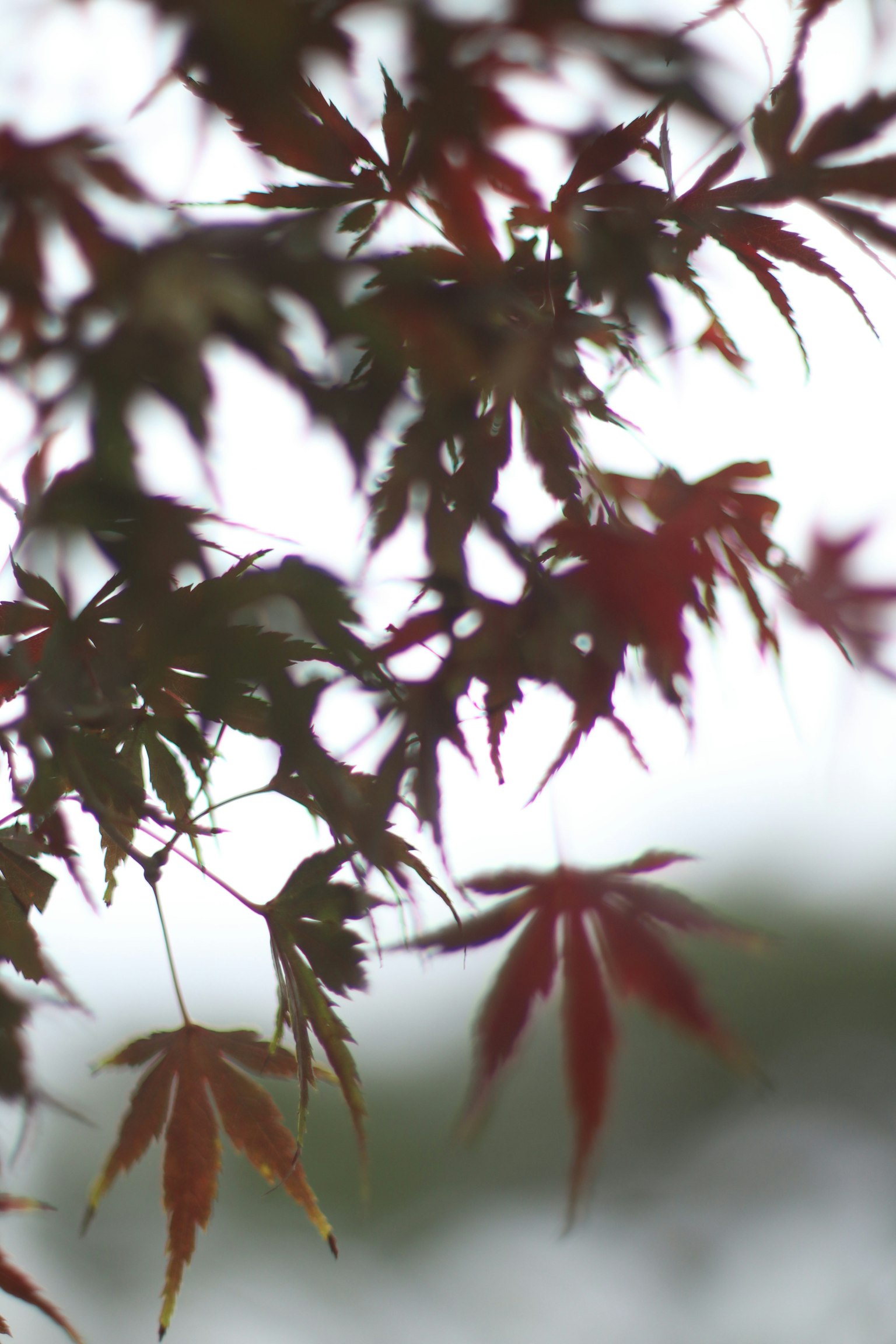 赤いもみじの葉が背景にぼやけている