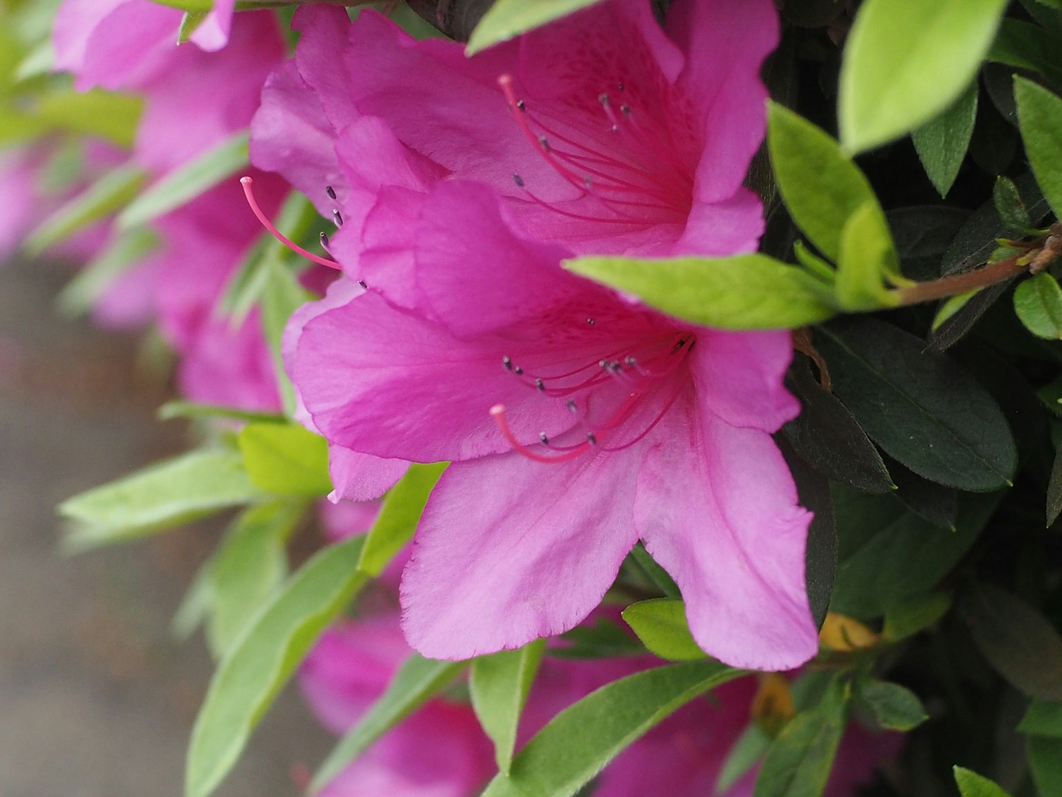 ดอกอาซาเลียสีชมพูสดใสกับใบสีเขียว