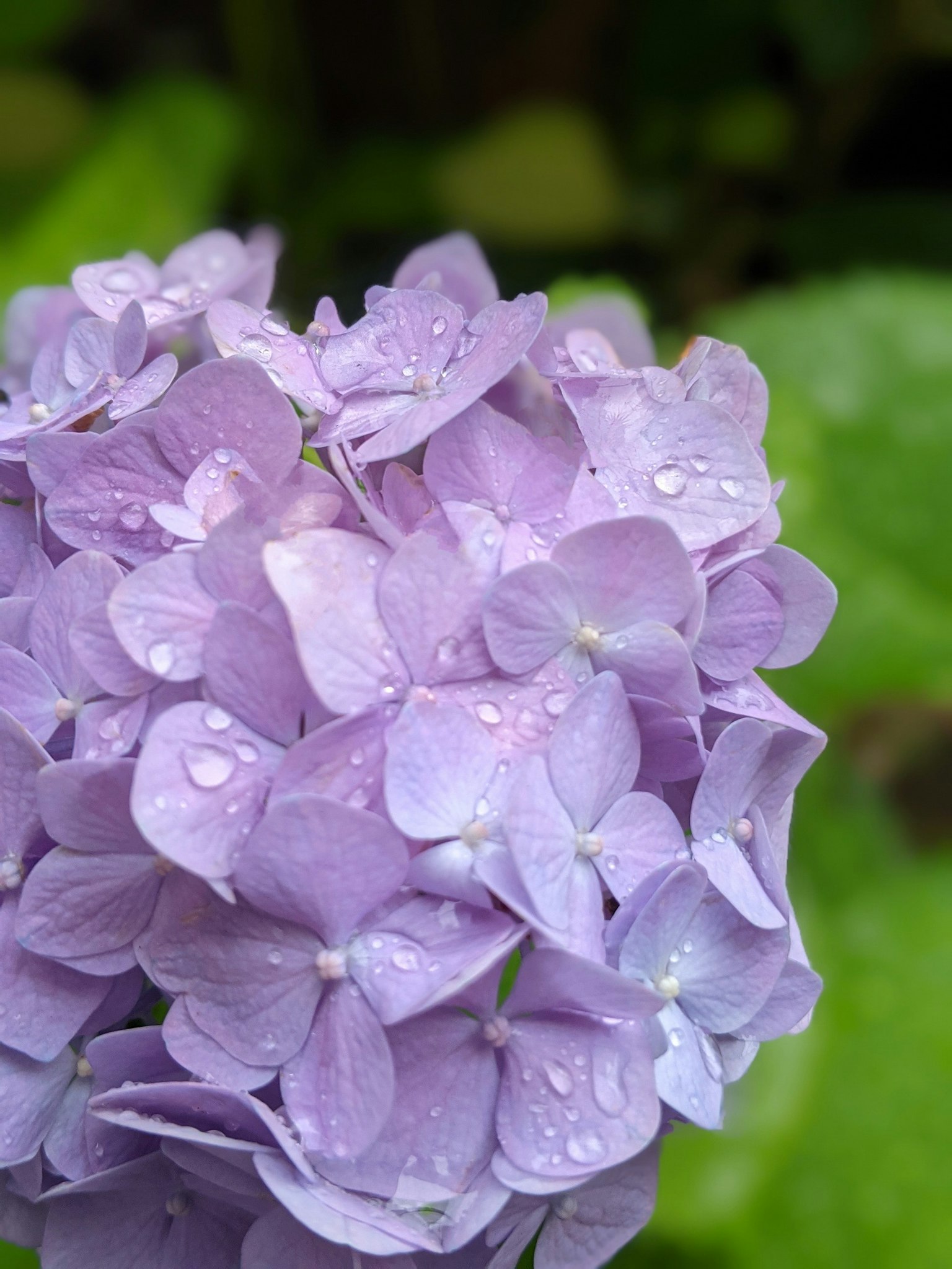 Close-up of purple hydrangea petals with water droplets