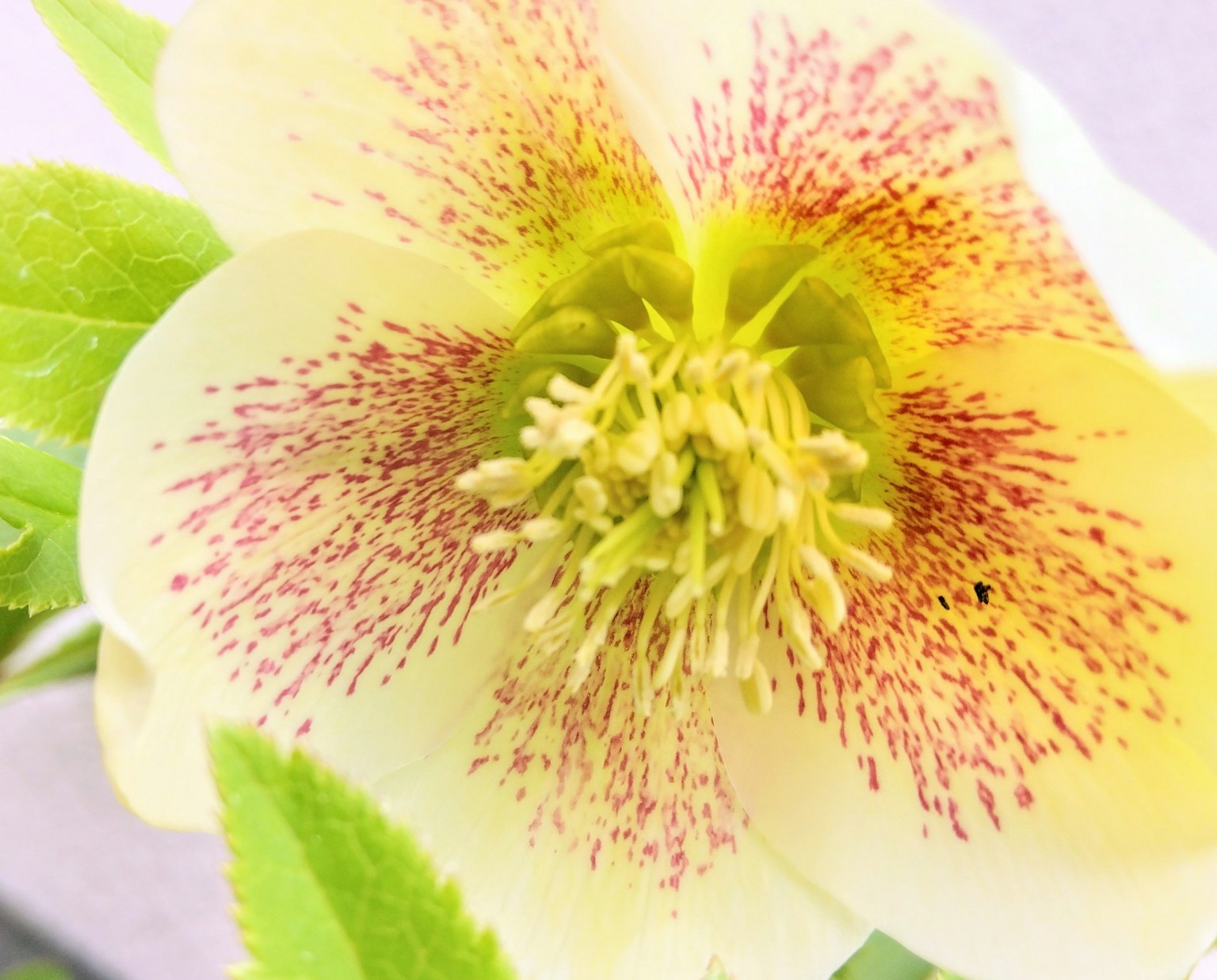 Primo piano di un fiore giallo con macchie rosse