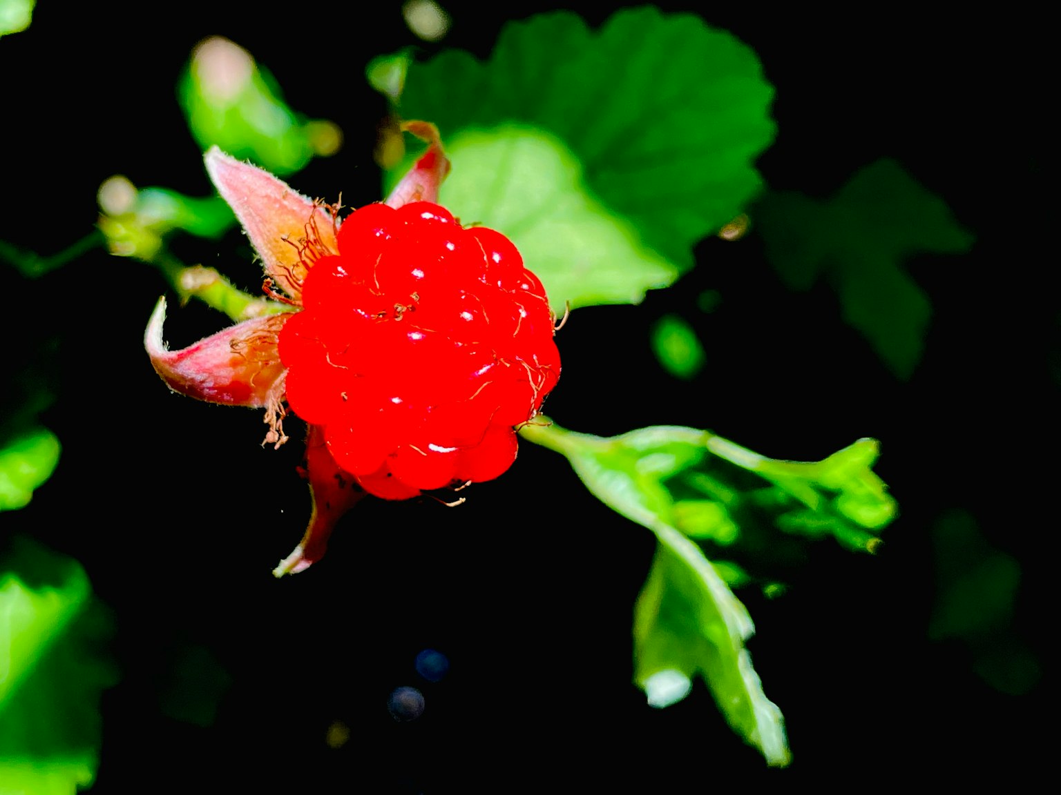 Lampone rosso vibrante visibile tra le foglie verdi
