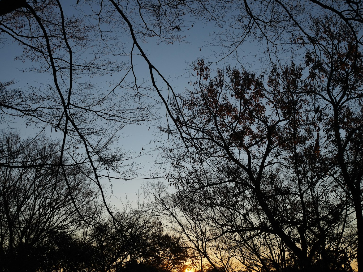 Silhouette of trees against a gradient sky at dusk