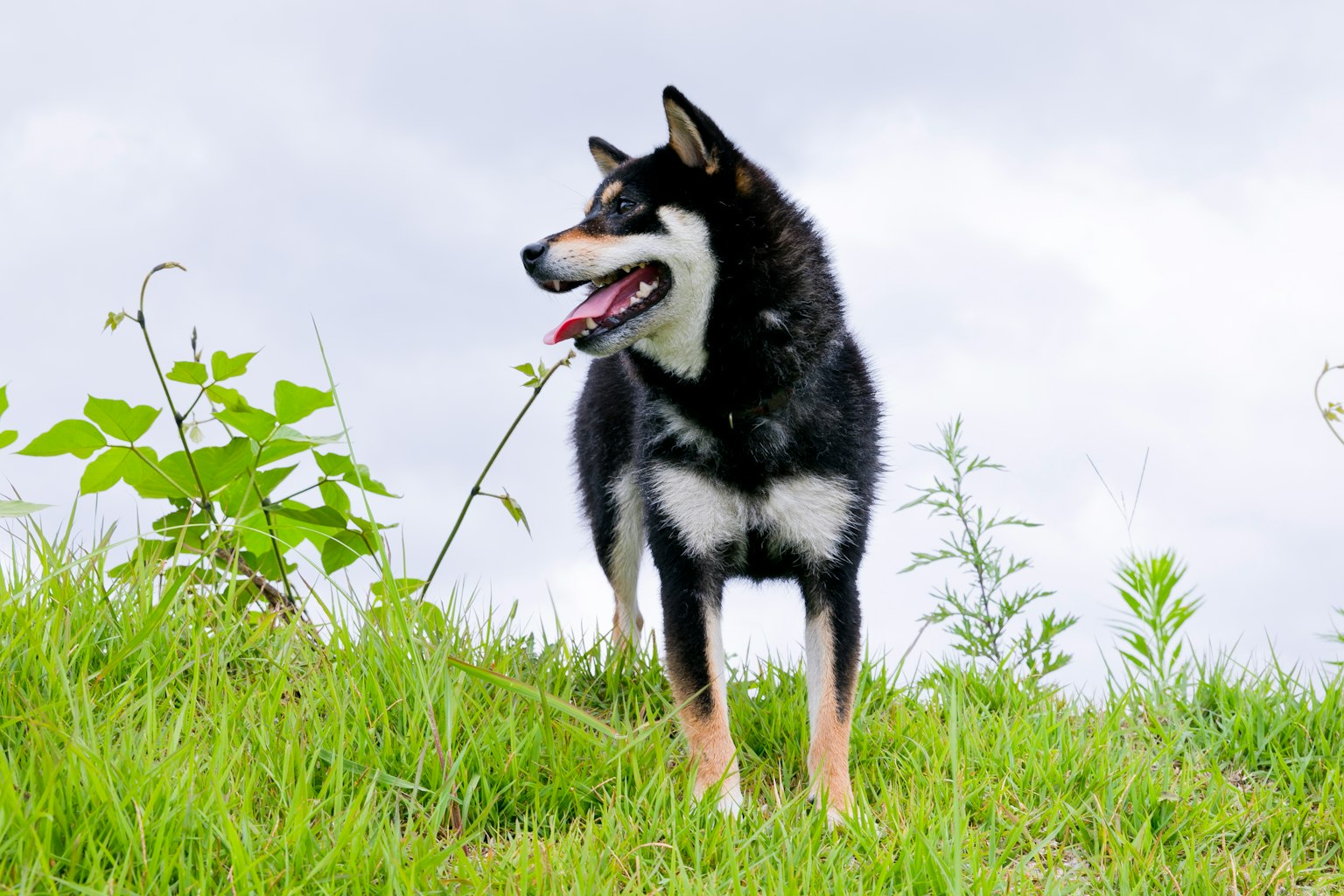 Un chien noir se tenant sur une colline herbeuse sous un ciel nuageux
