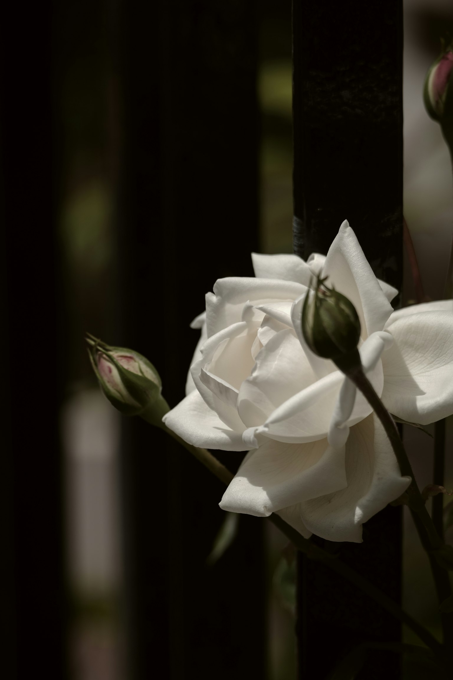 Ein schönes Bild einer weißen Rose und Knospen vor einem dunklen Hintergrund