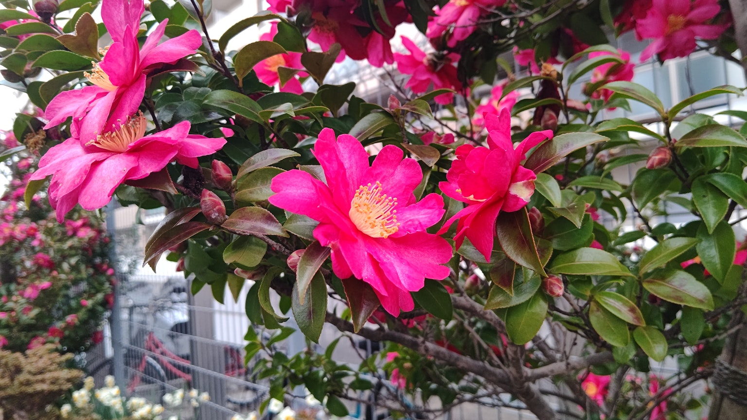 Close-up of a flowering branch with vibrant pink flowers