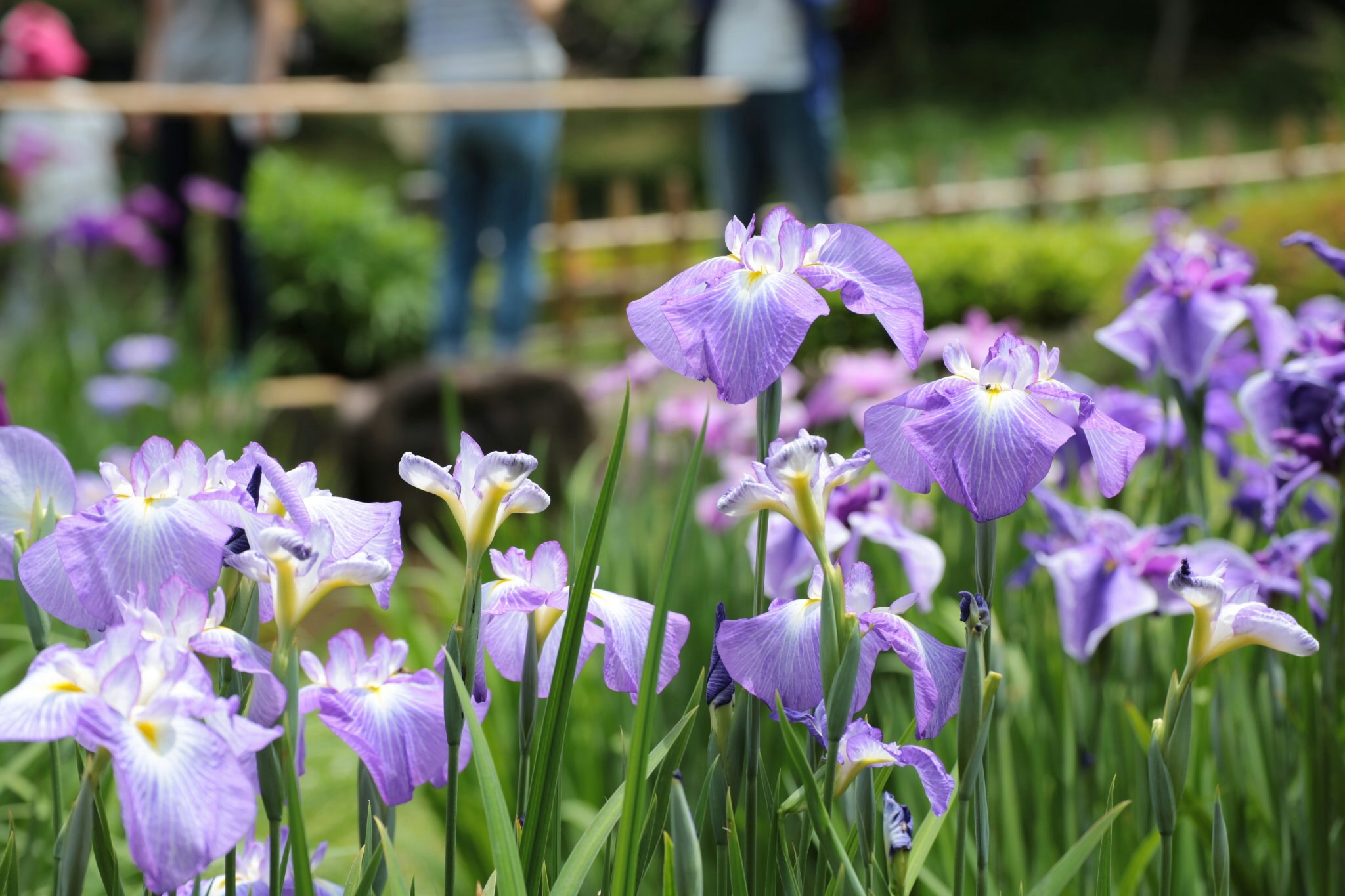 紫のアイリスが咲く庭の花壇