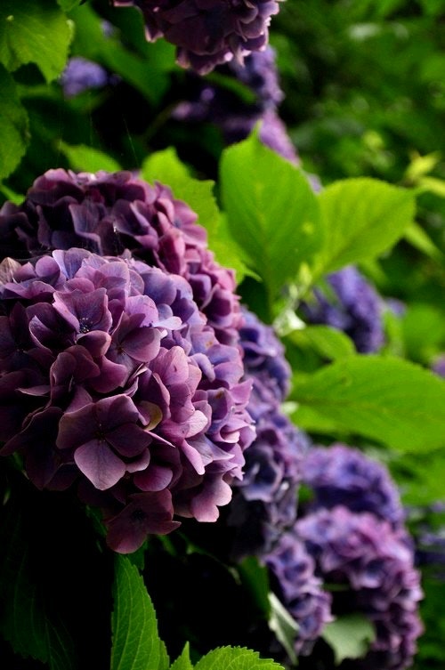 紫のアジサイの花と青々した葉のクローズアップ