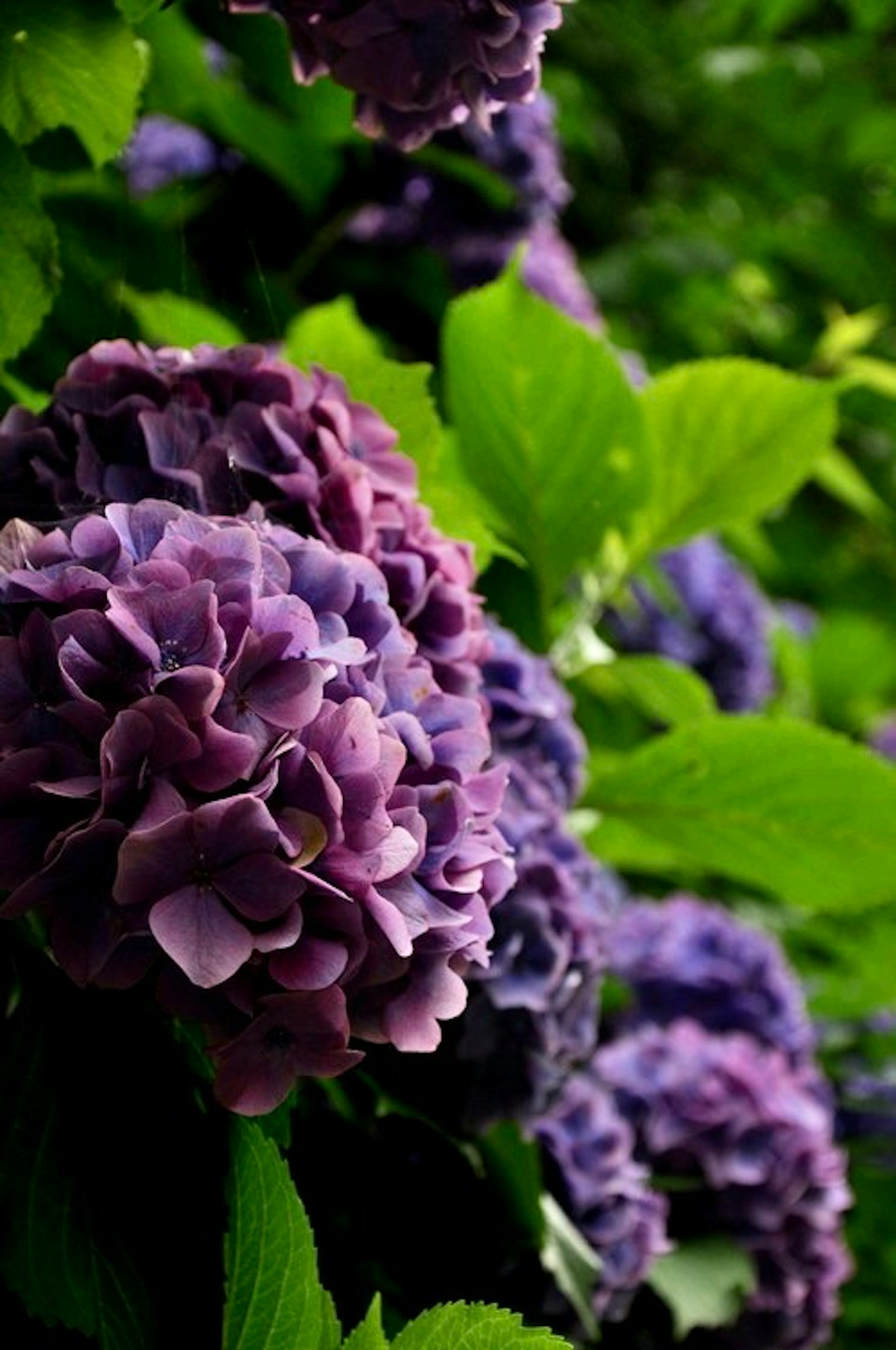 Lila Hortensienblüten mit grünen Blättern