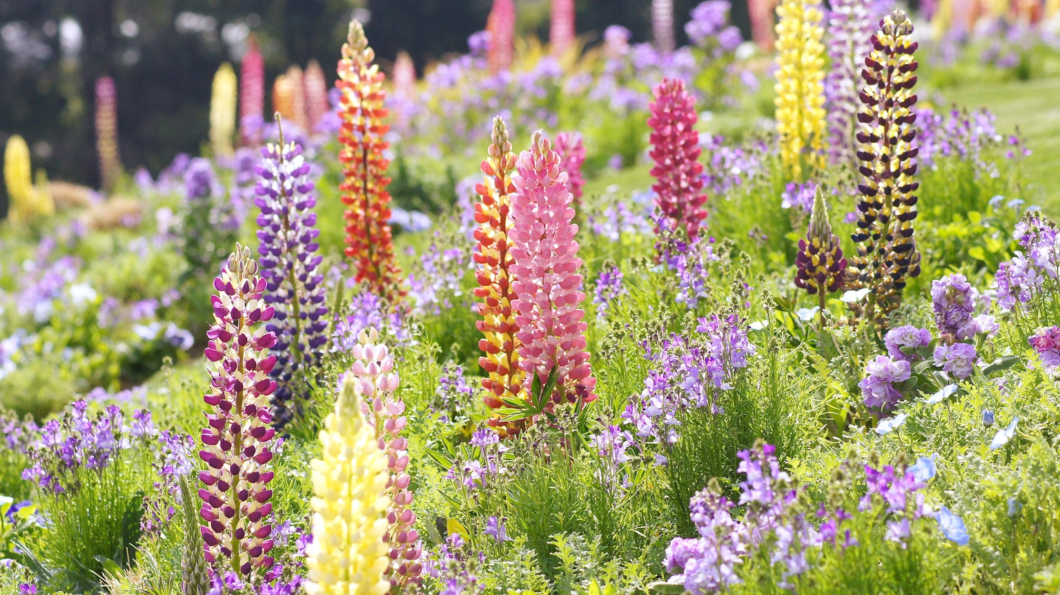 Bunte Lupinen umgeben von lila Blumen in einem üppigen Garten