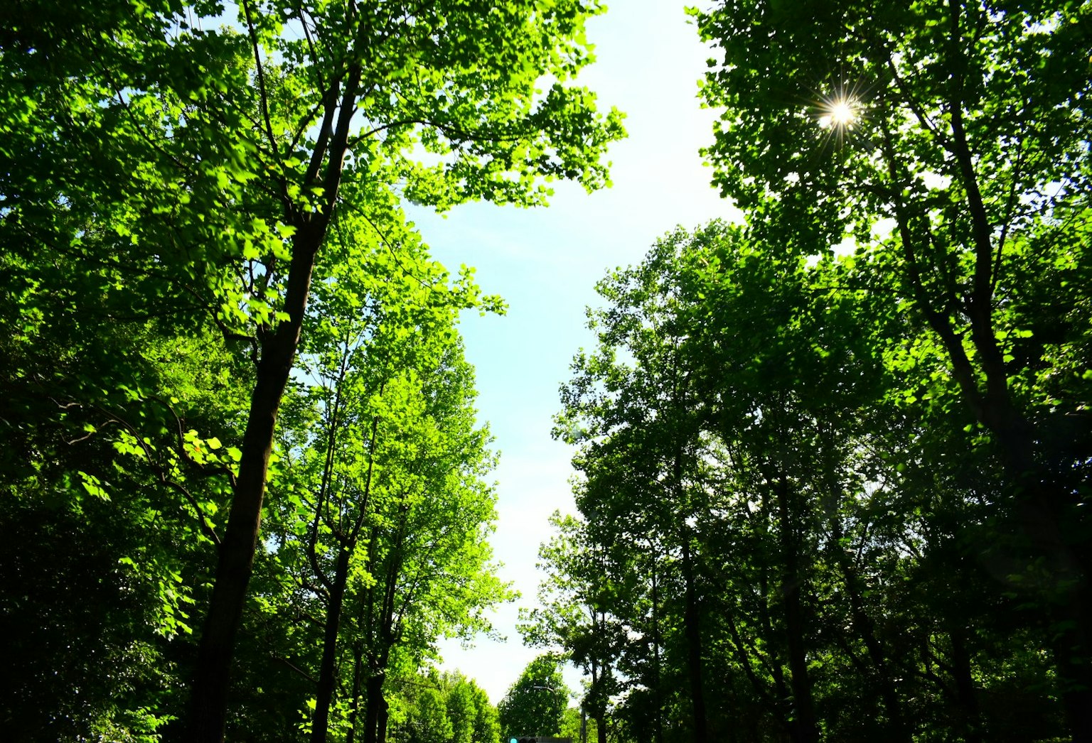 Un chemin entouré d'arbres verts luxuriants sous un ciel lumineux