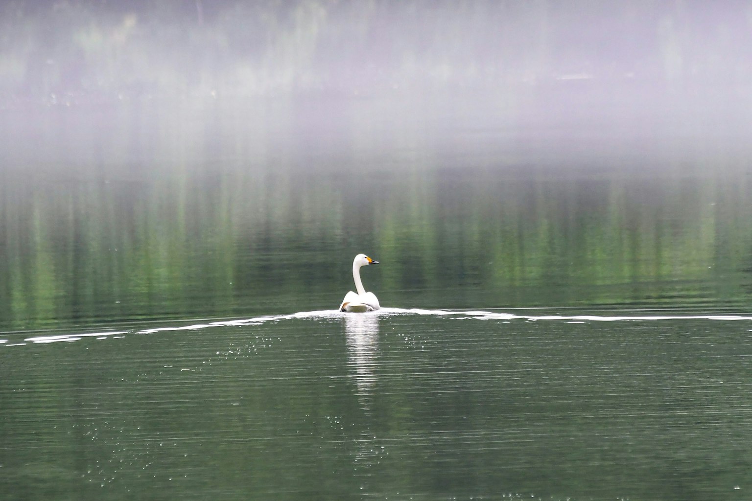 Ein Schwan gleitet durch neblige Gewässer mit einer ruhigen Reflexion