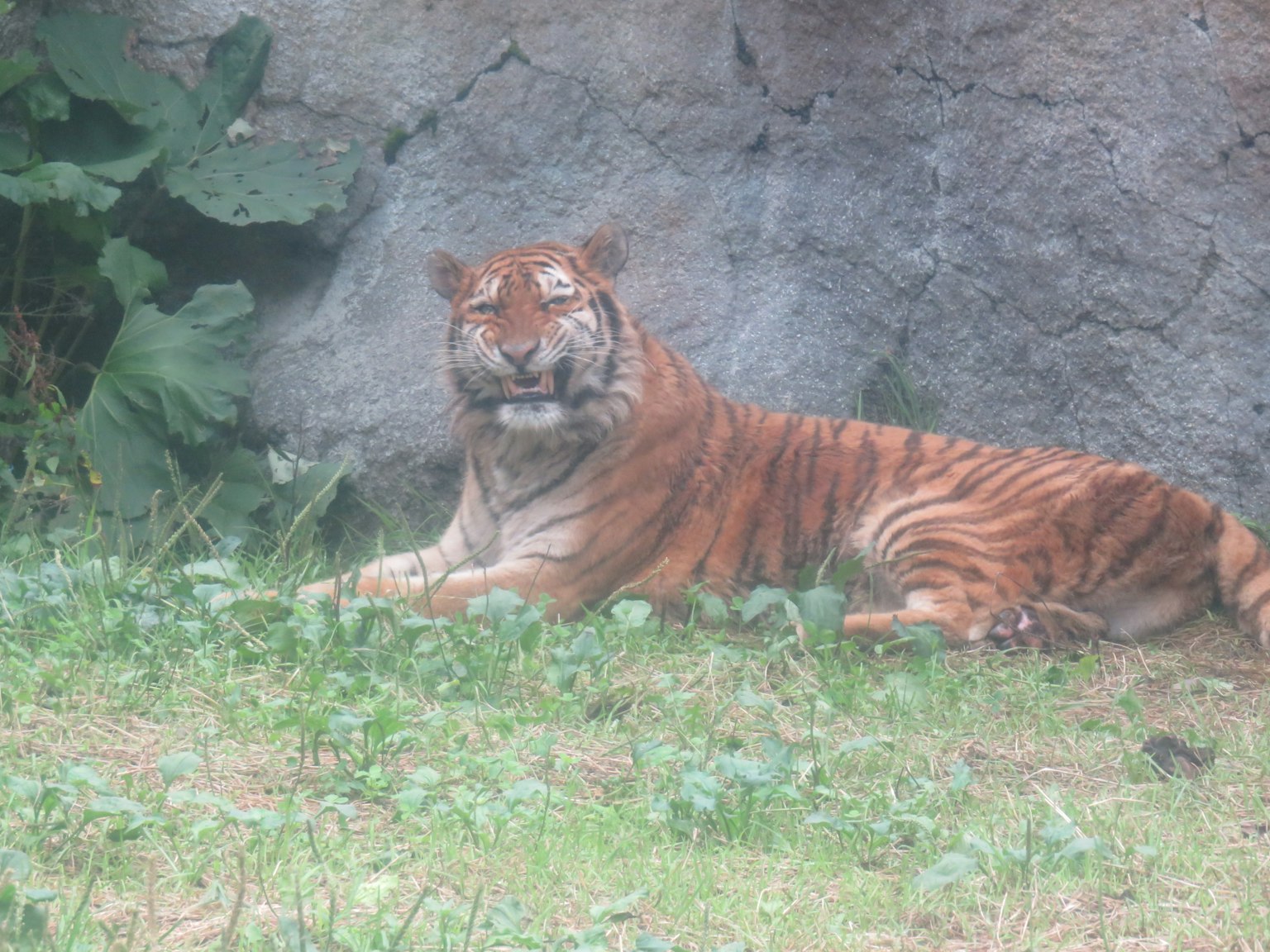 Un tigre allongé sur l'herbe devant un mur en pierre