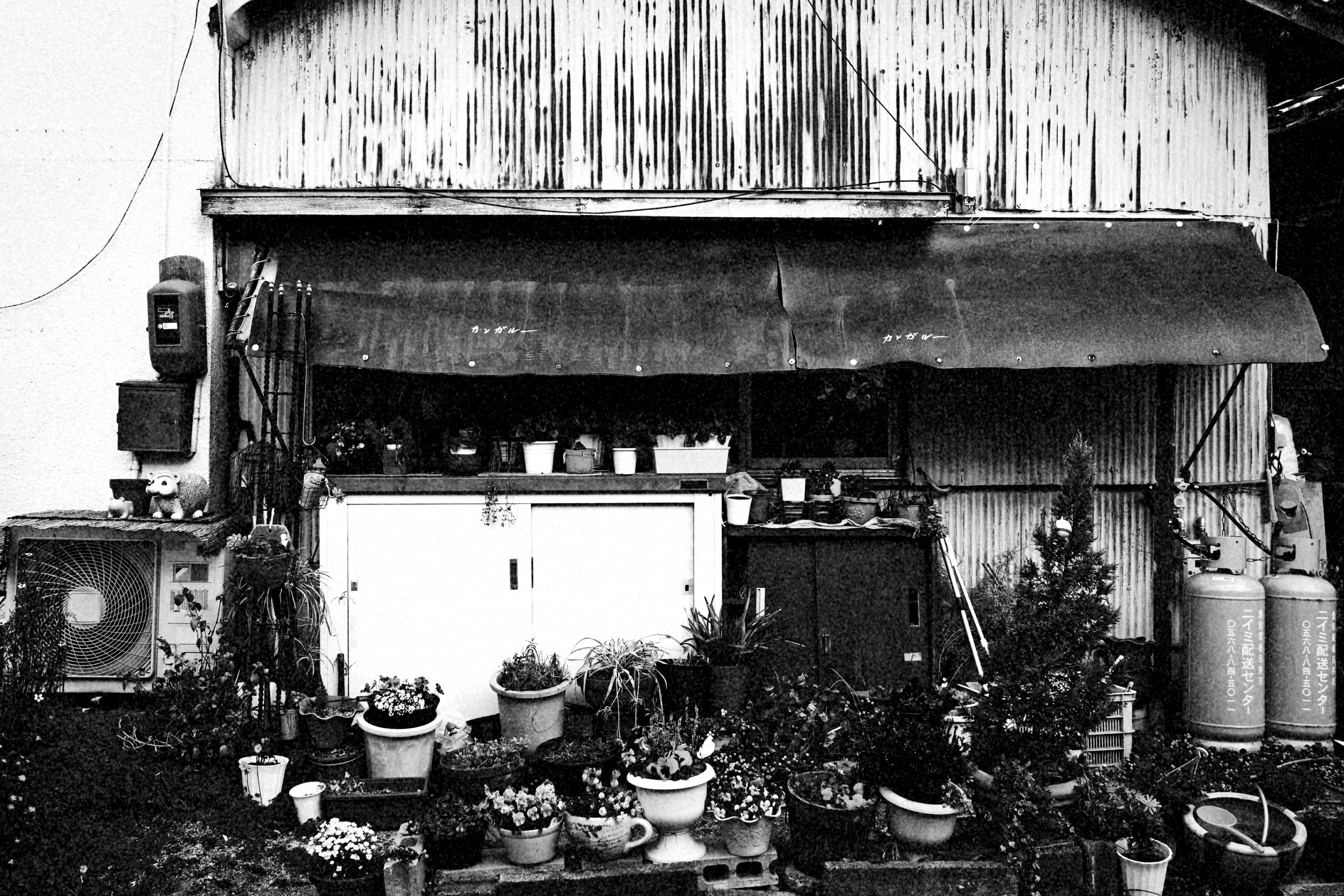 路地の軒先に並ぶ鉢植えと古い店舗の外観