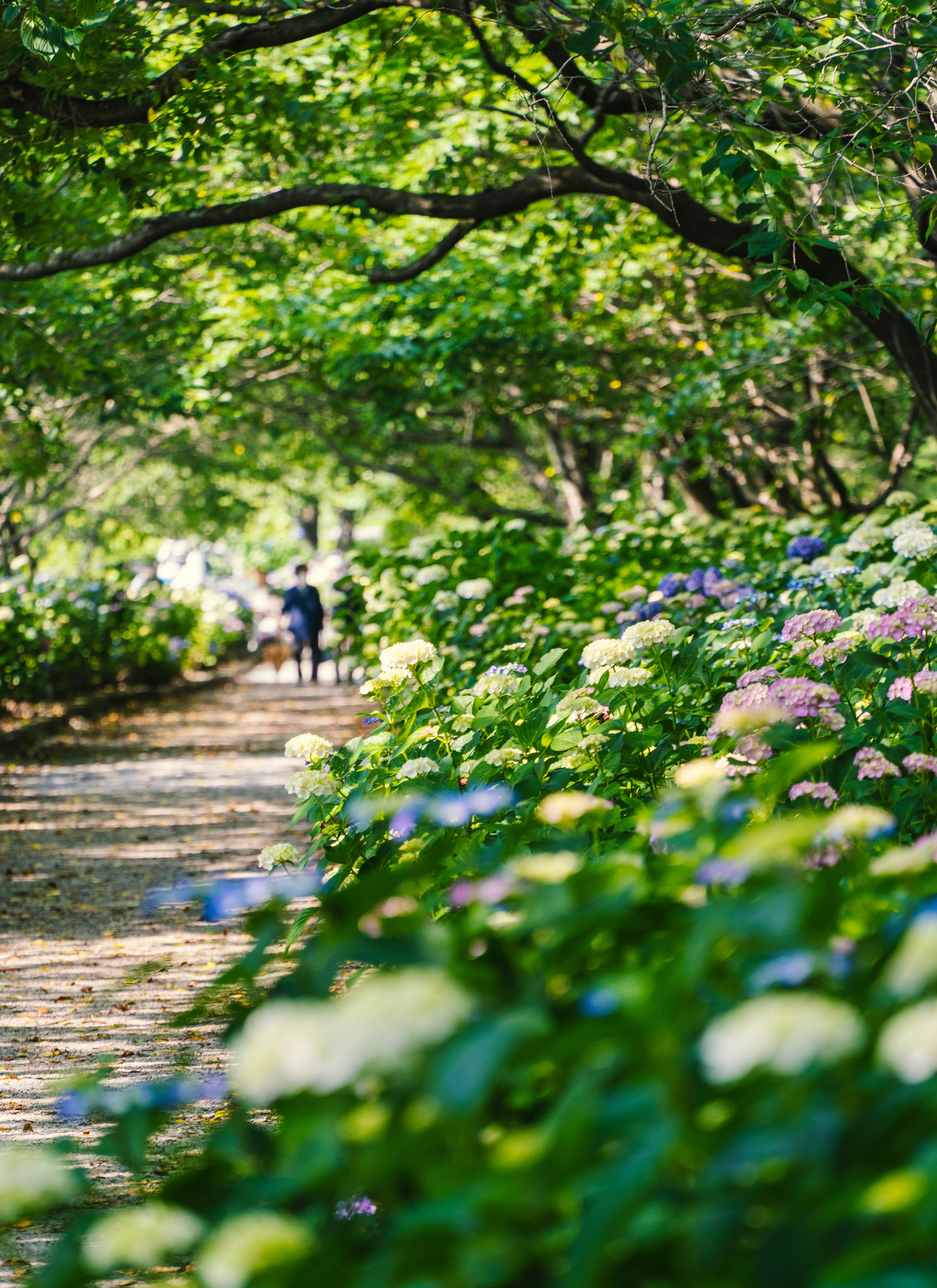 並木道の小道を彩る紫と白の花と緑の木々