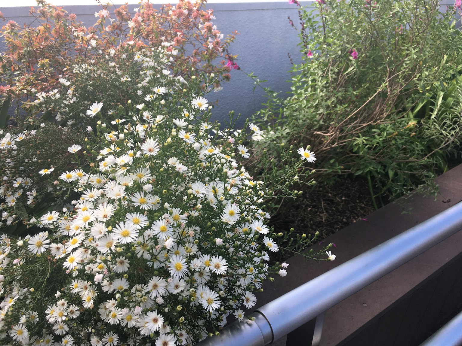 花園的一角，盛開的白色花朵和綠色植物