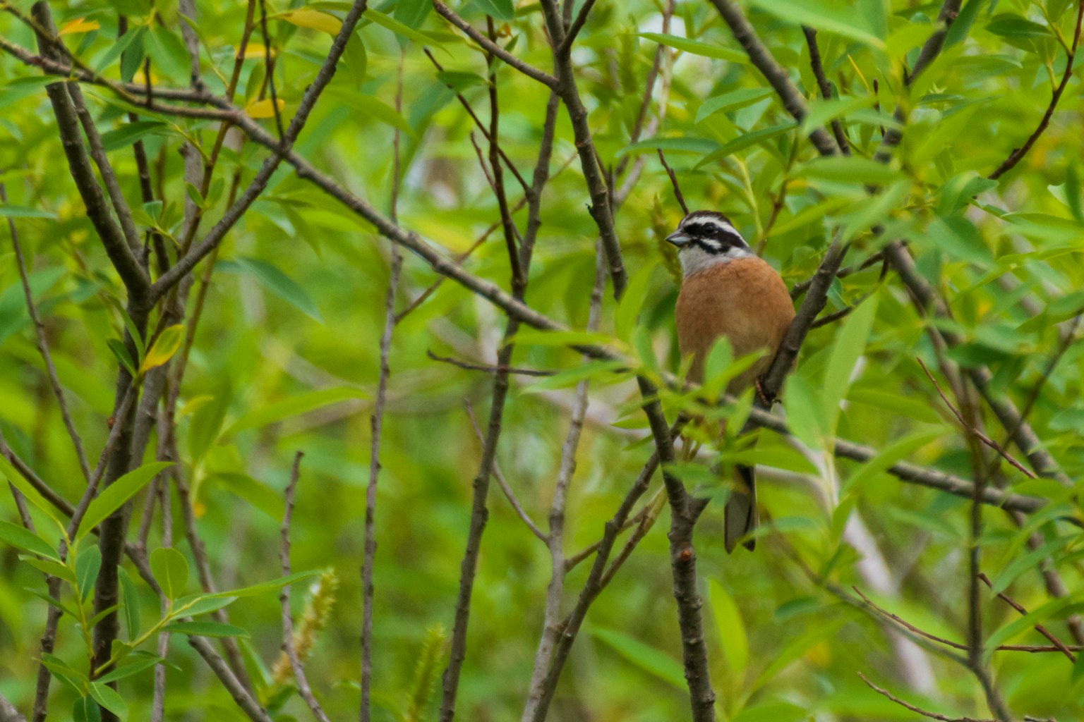Un petit oiseau perché parmi des feuilles vertes
