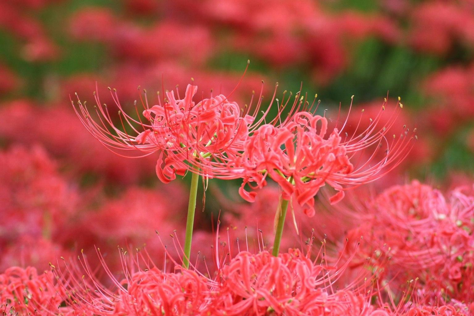 Lirios araña rojos vibrantes floreciendo en un campo