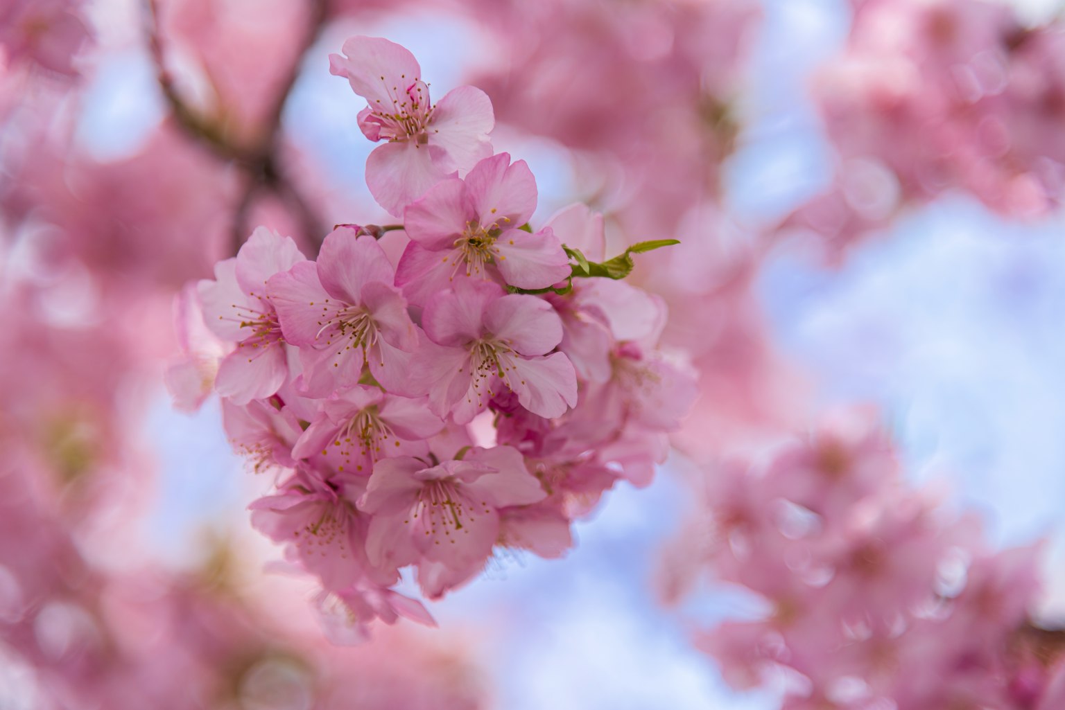 Acercamiento a flores de cerezo con pétalos rosa suave contra un fondo desenfocado