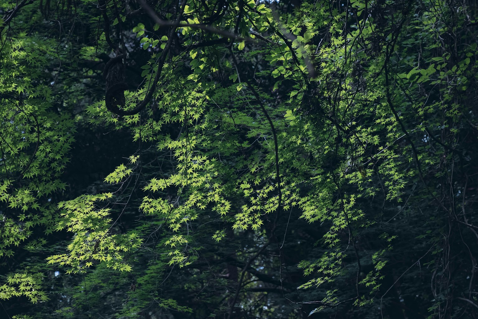 Luz del sol filtrando a través de hojas verdes exuberantes en un bosque