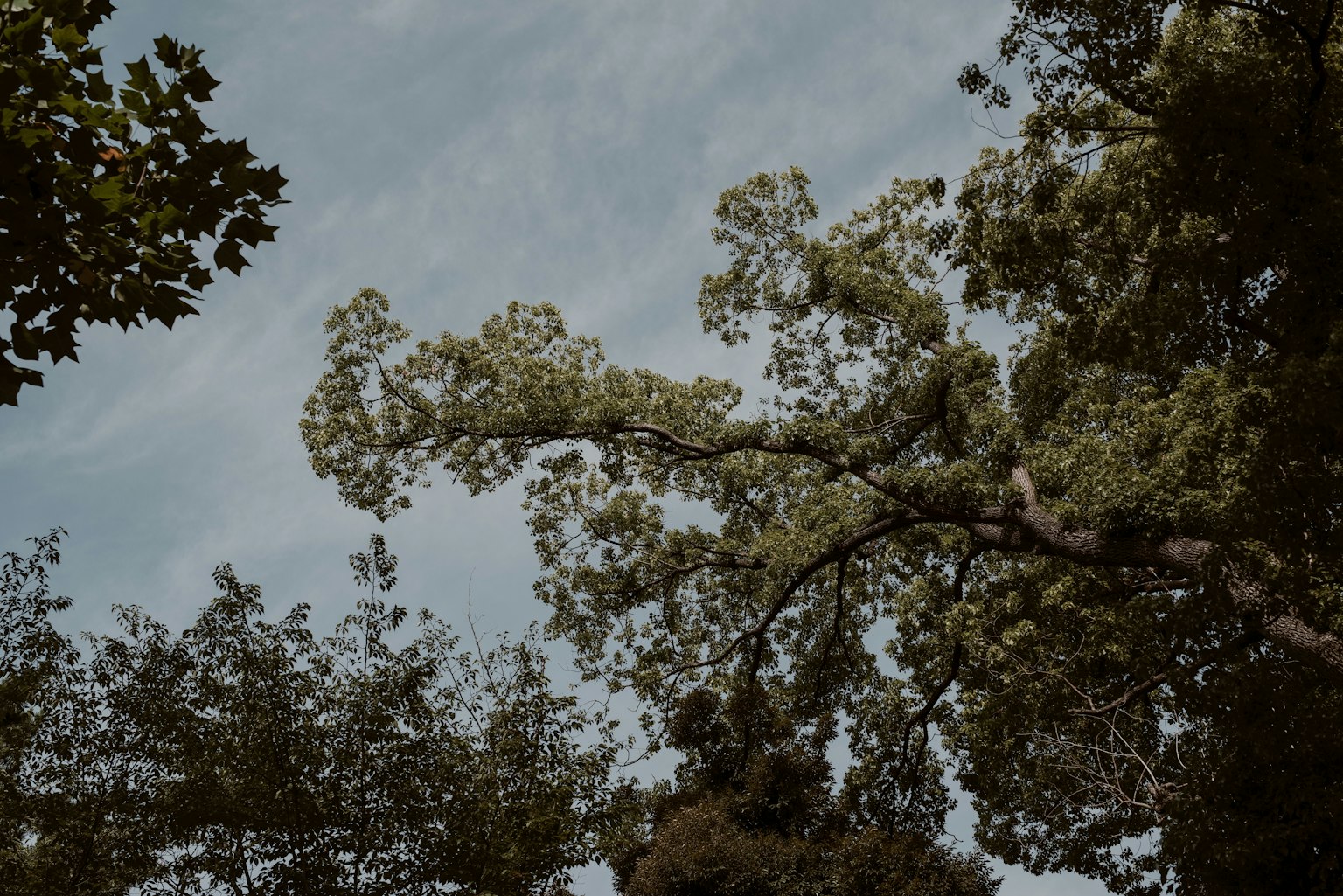 雲層下的樹木景觀
