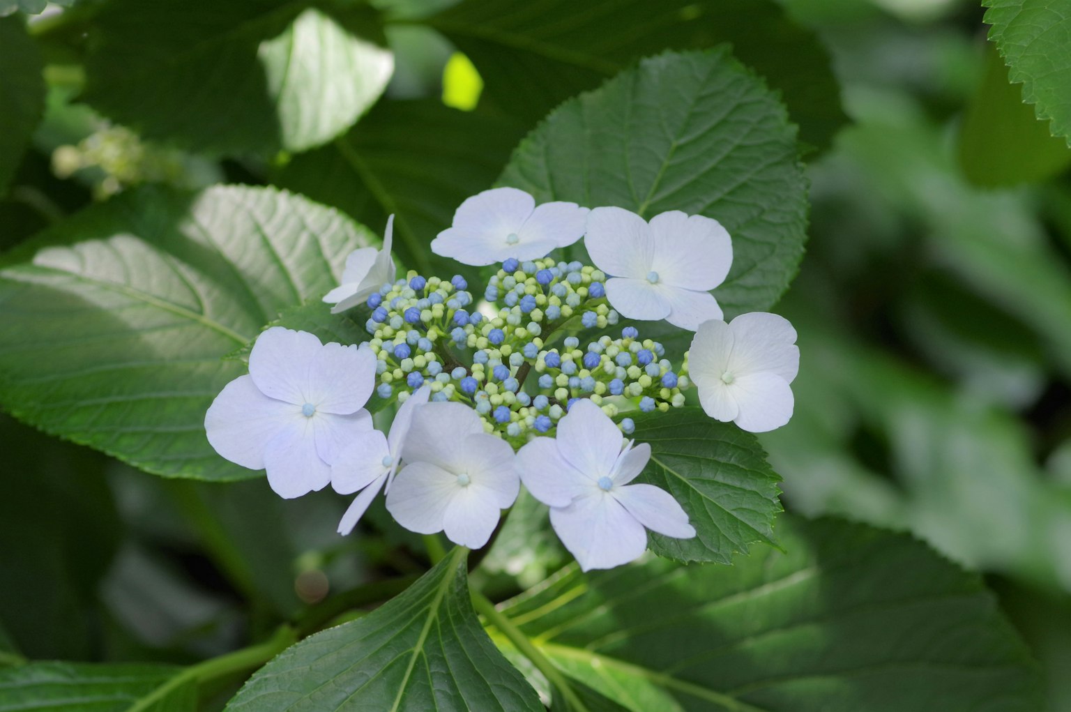 Fiore di ortensia con petali bianchi e foglie verdi