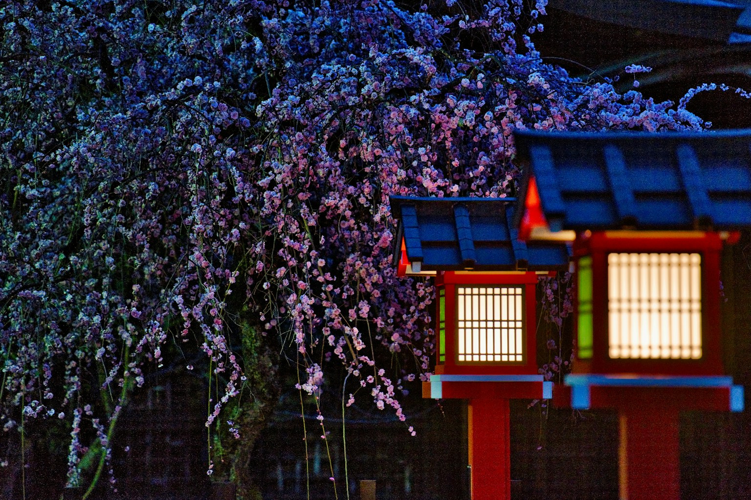 美丽的夜晚樱花与红色灯笼场景