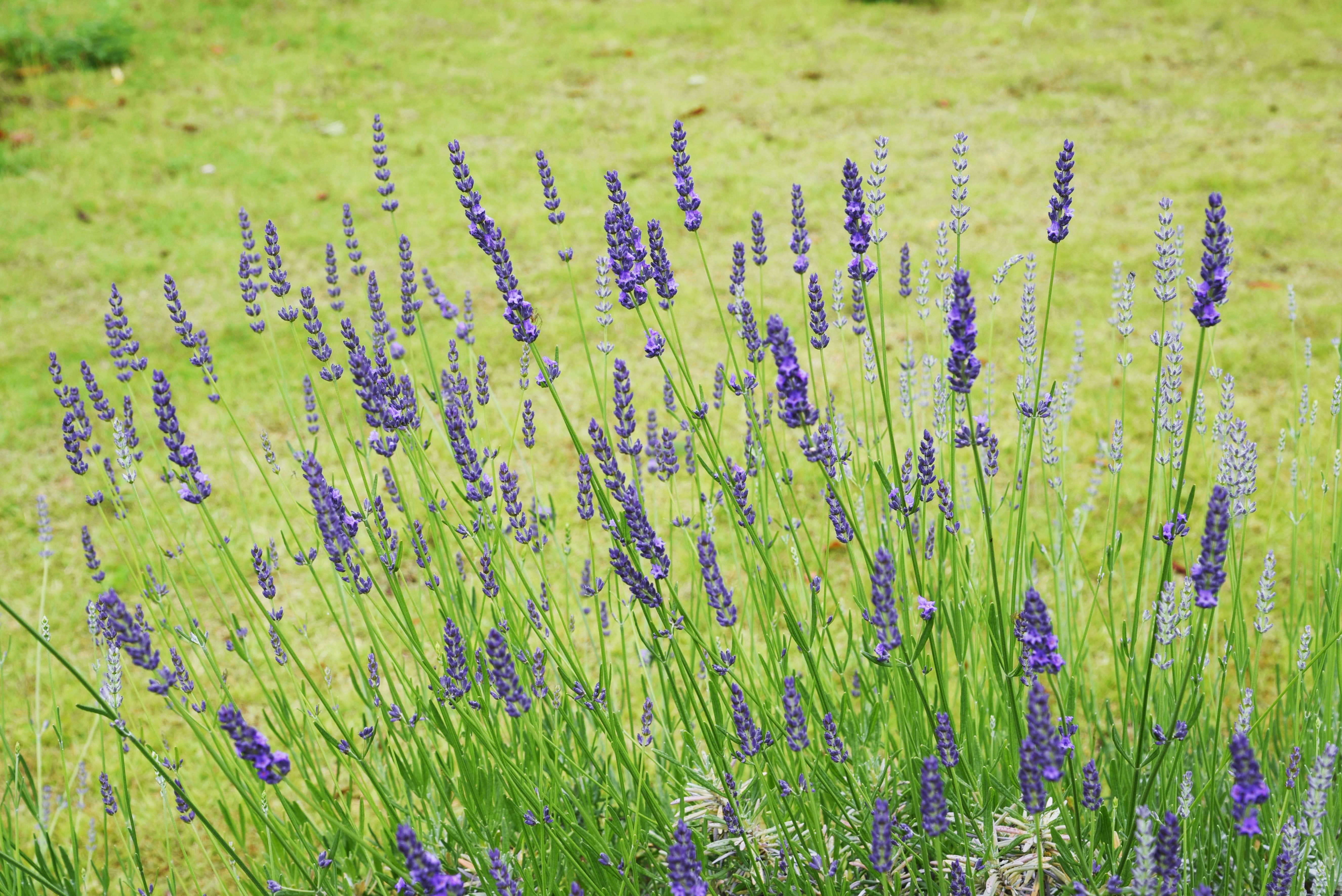 Lavender Grosso flowers blooming in a grassy field