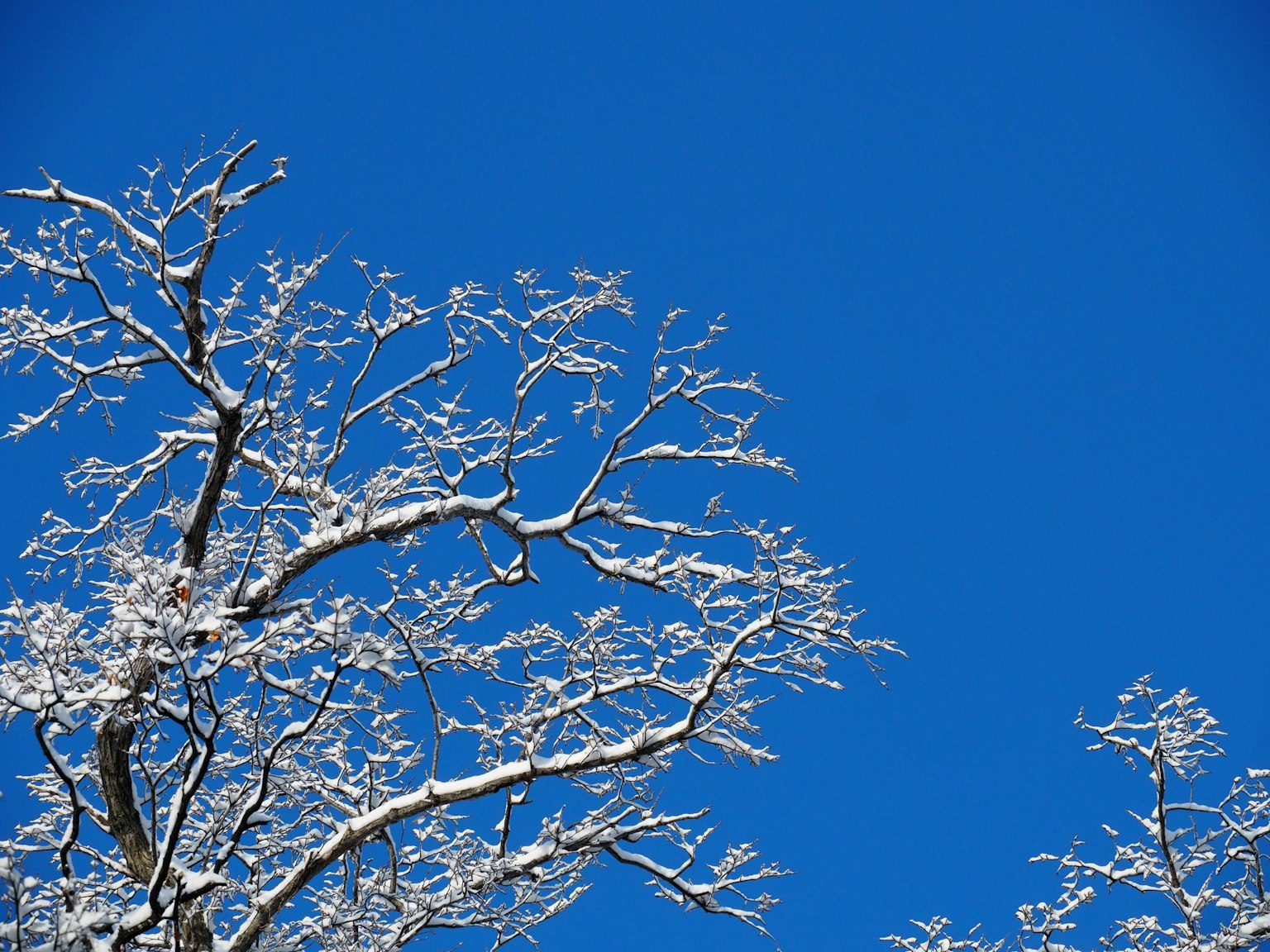 Snow-covered tree branches against a clear blue sky