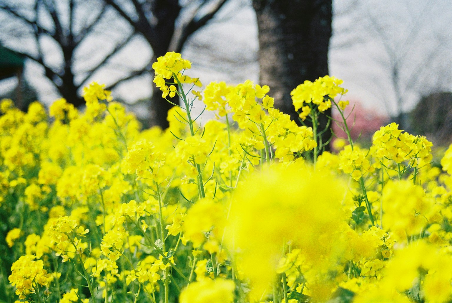 Field of bright yellow flowers with trees in the background