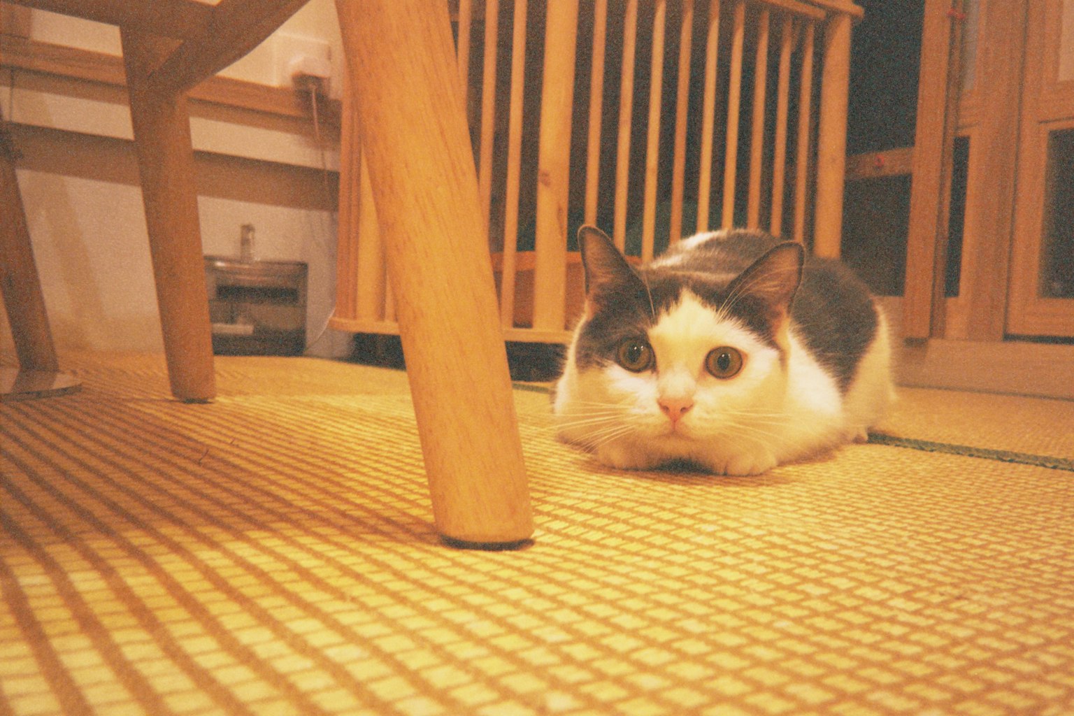 椅子の下にいる白とグレーの猫がじっとしている