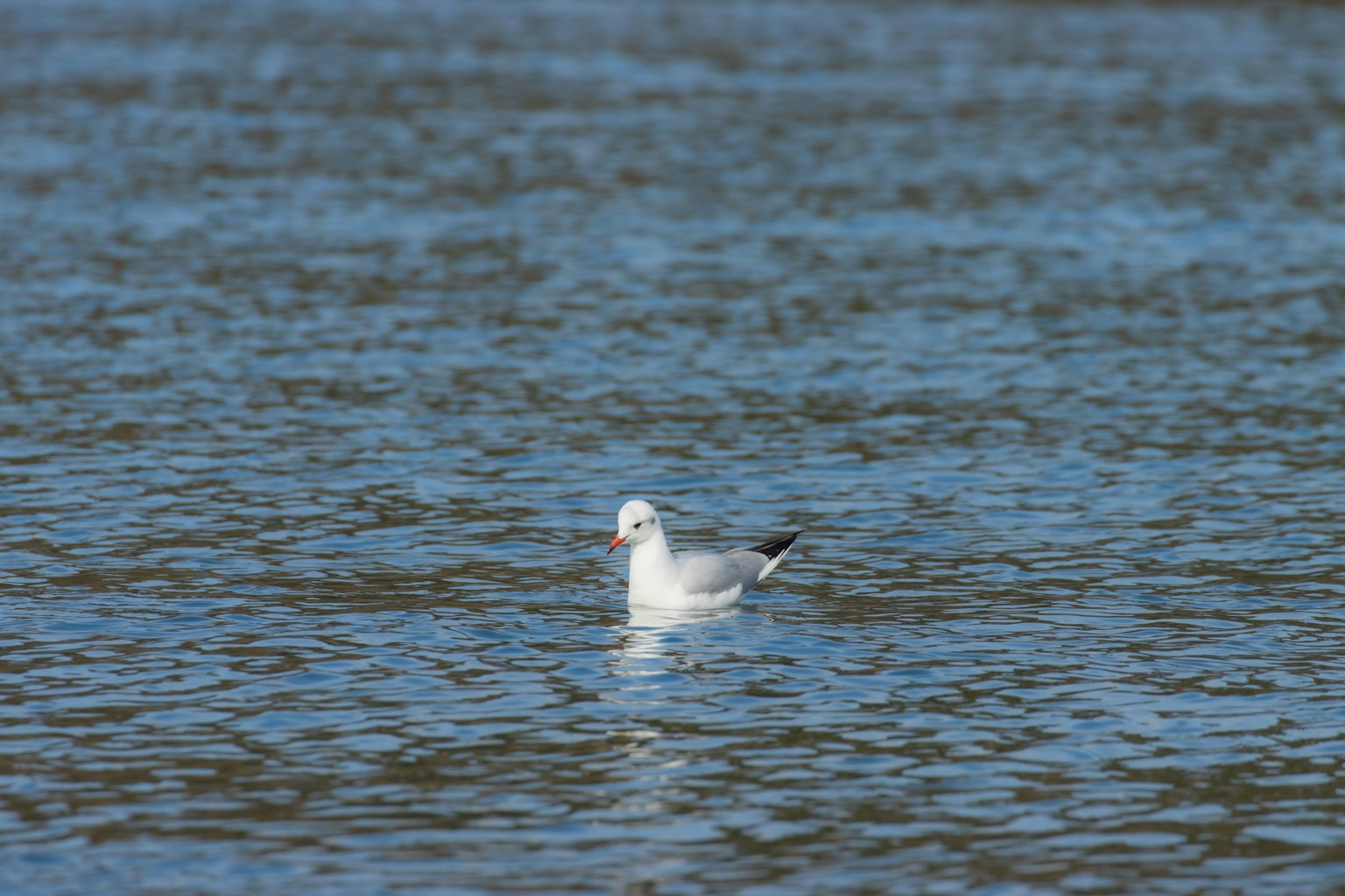 Eine weiße Möwe, die auf der Wasseroberfläche schwimmt