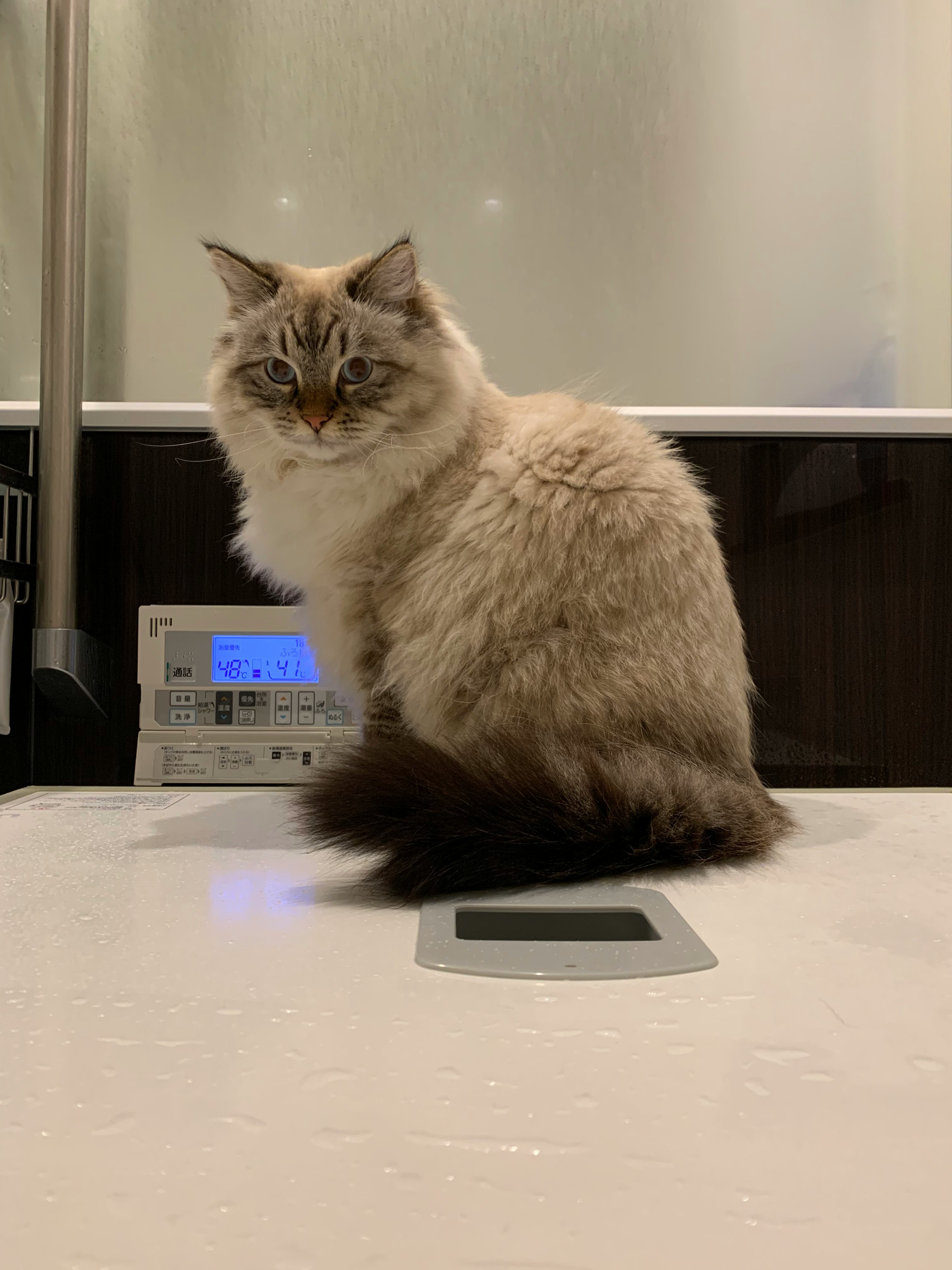 fluffy cat sitting on a table