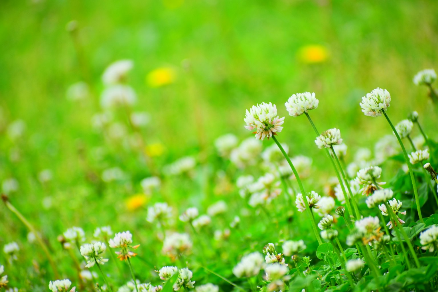 Flores de trébol blanco floreciendo en un prado verde con diente de león amarillo