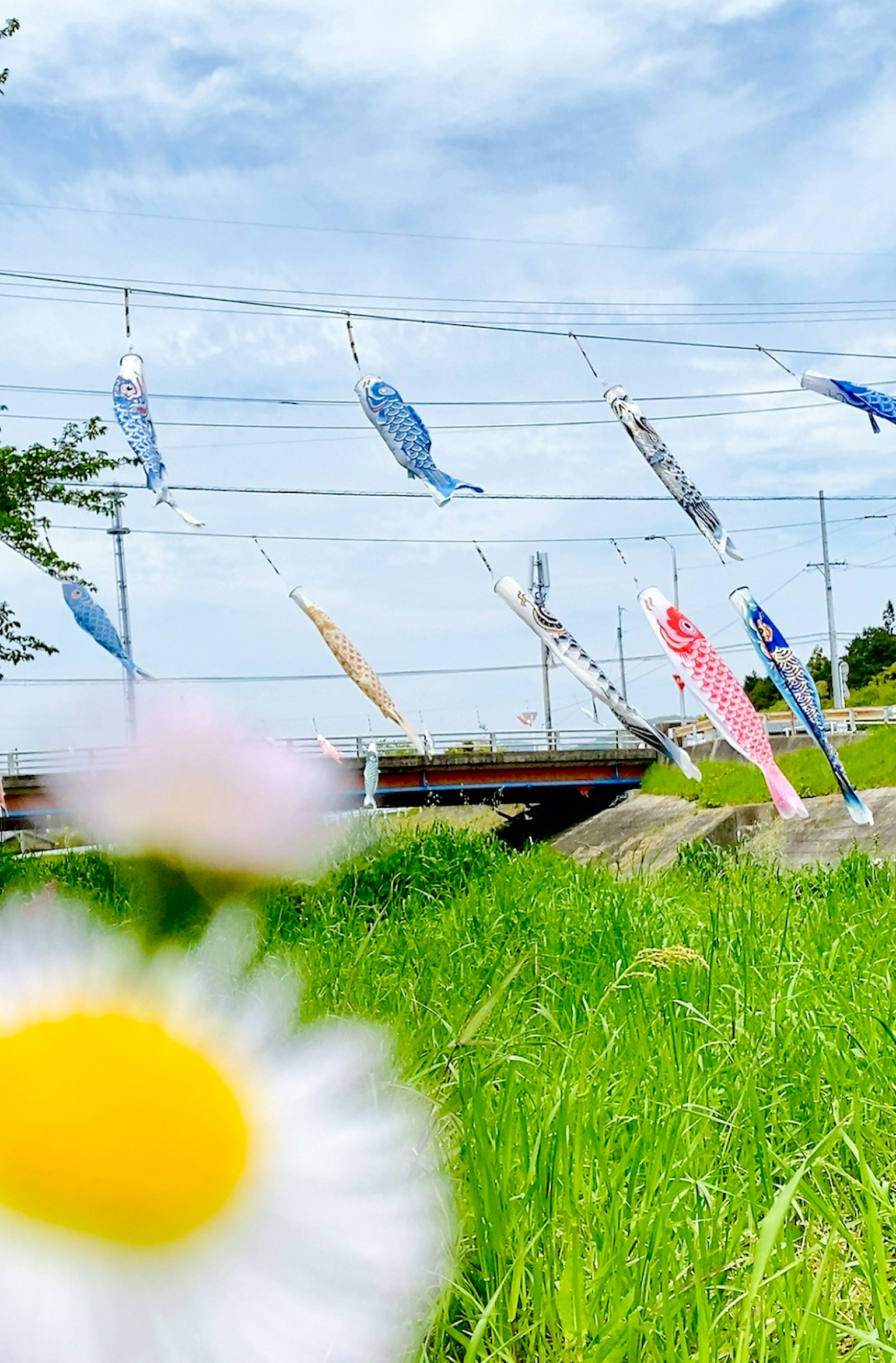 Koinobori che volano sotto un cielo blu con un fiore bianco in primo piano