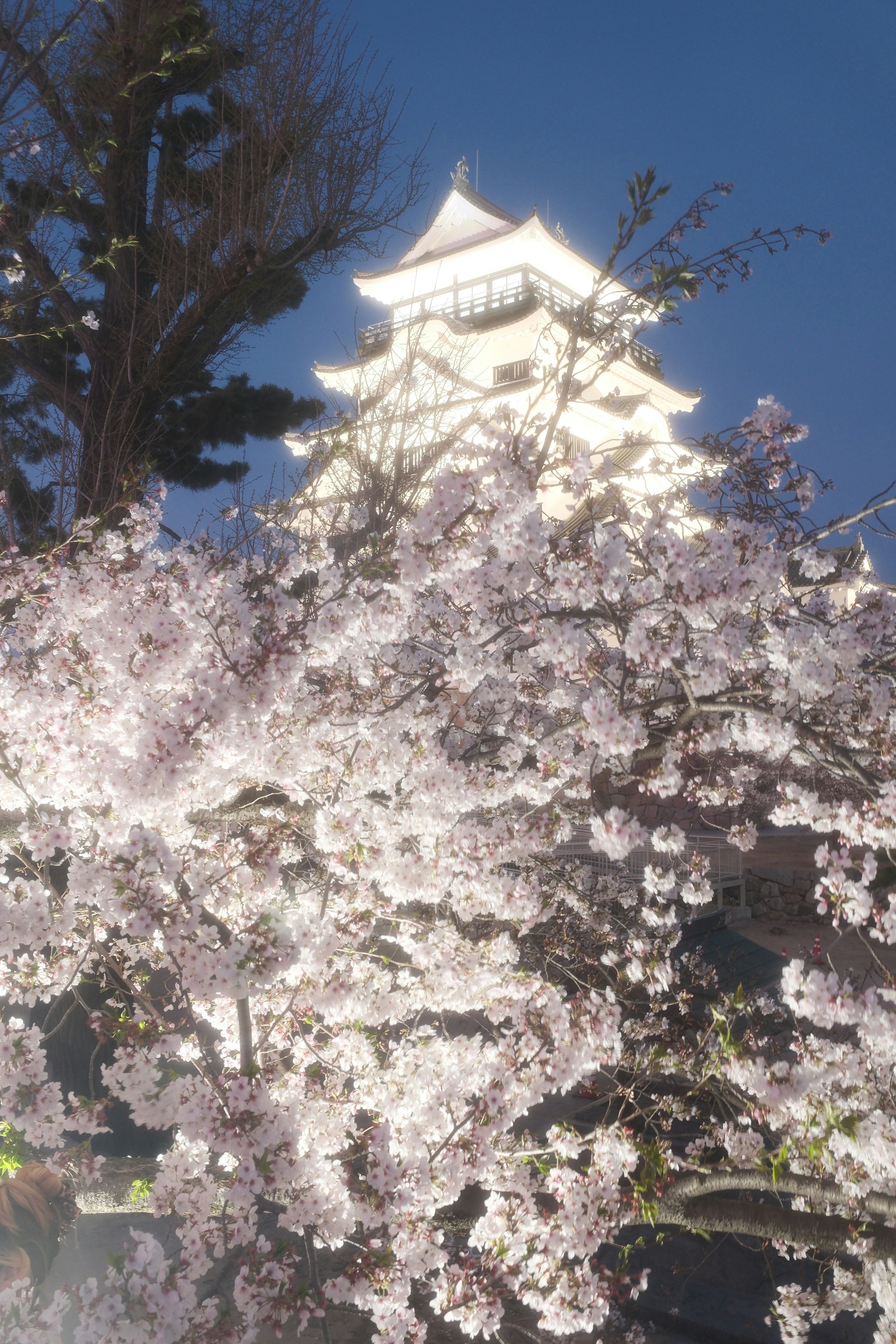福山城の桜ライトアップと夜空