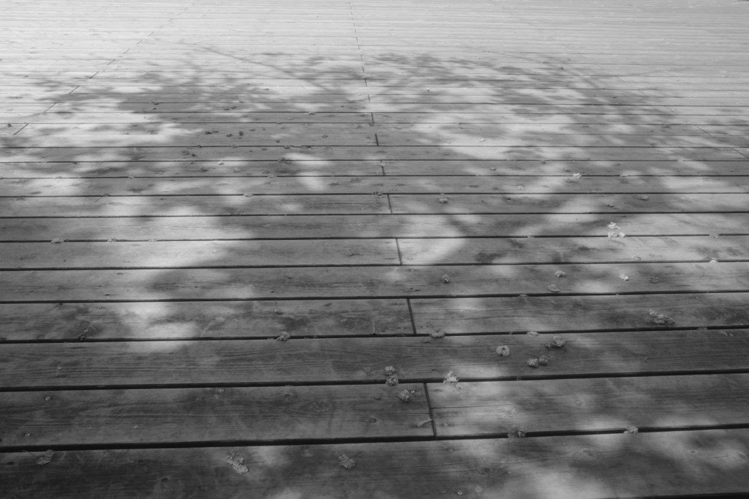 Schwarzer und weißer Boden mit Baumschatten