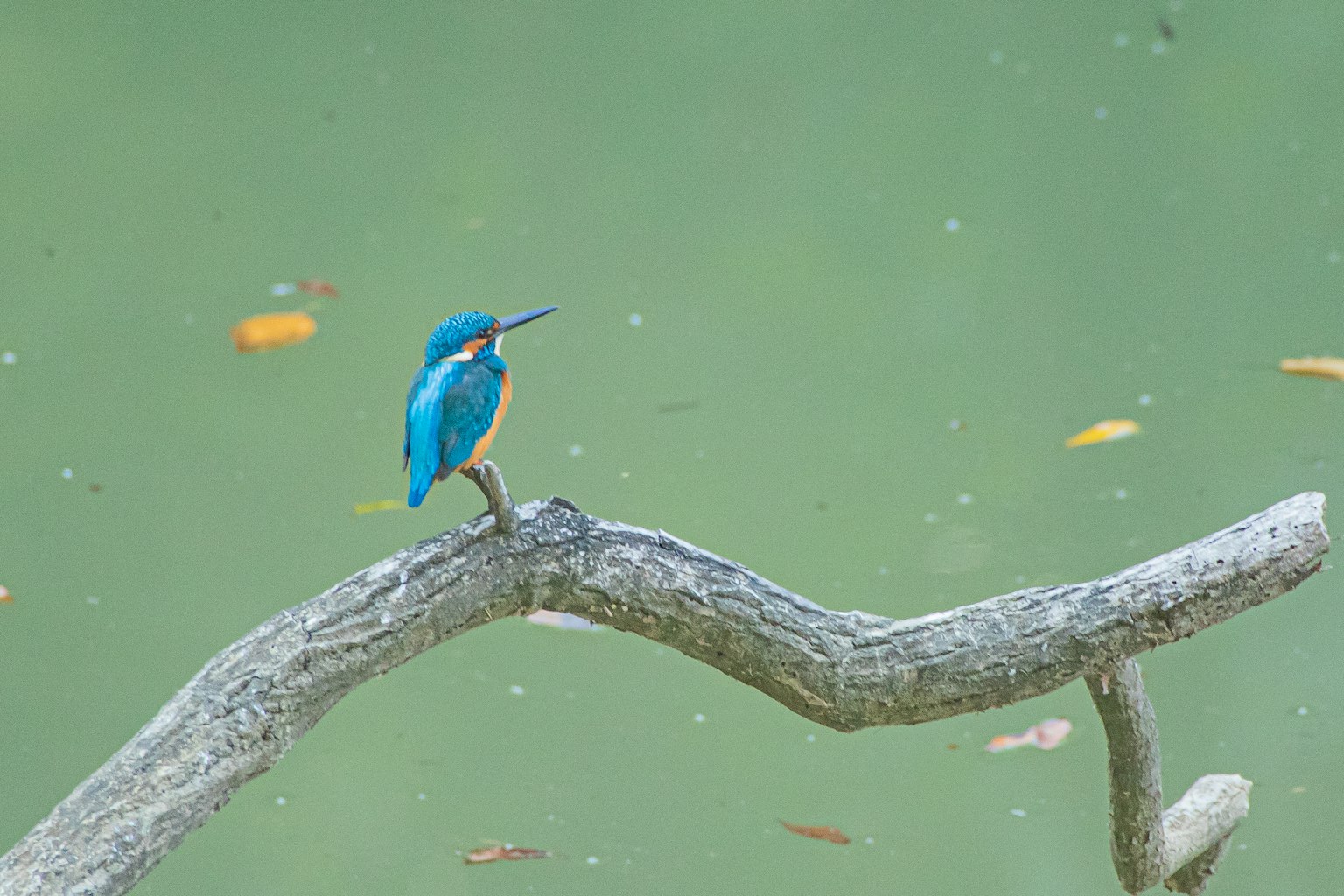 Un martin-pêcheur bleu perché sur une branche au-dessus de l'eau