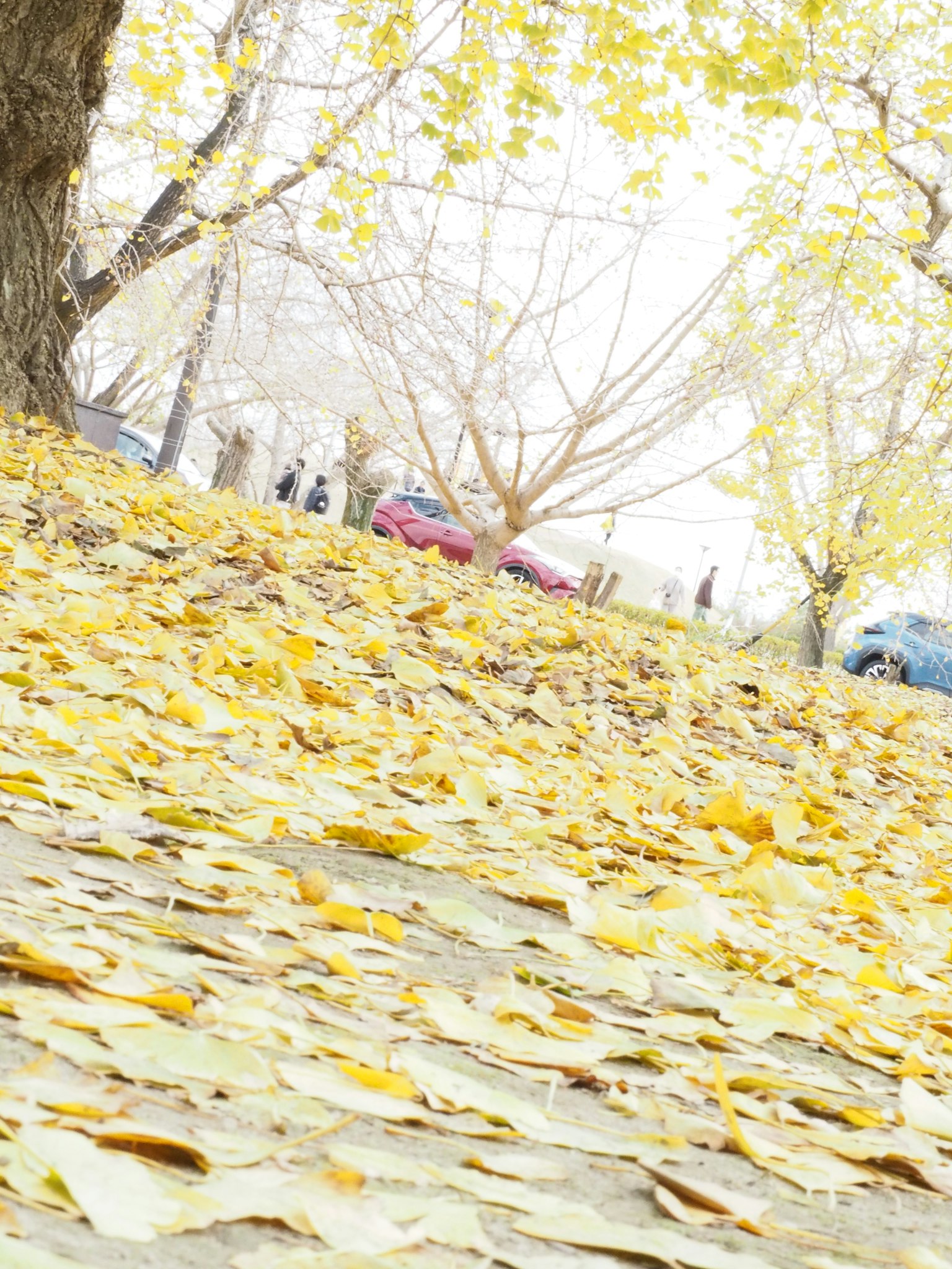 A carpet of yellow leaves on the ground in an autumn park with trees in the background