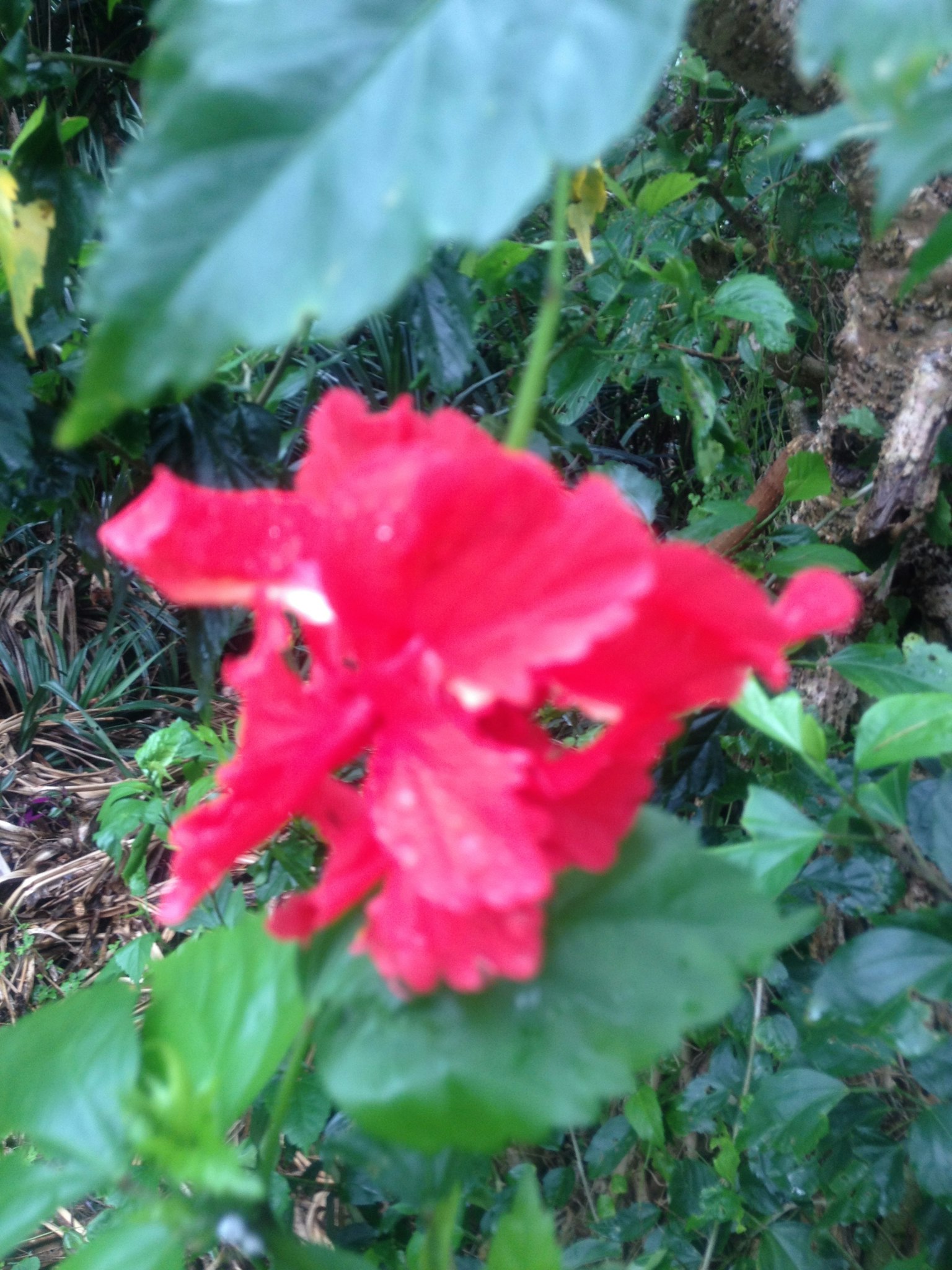 红色芙蓉花与绿色叶子