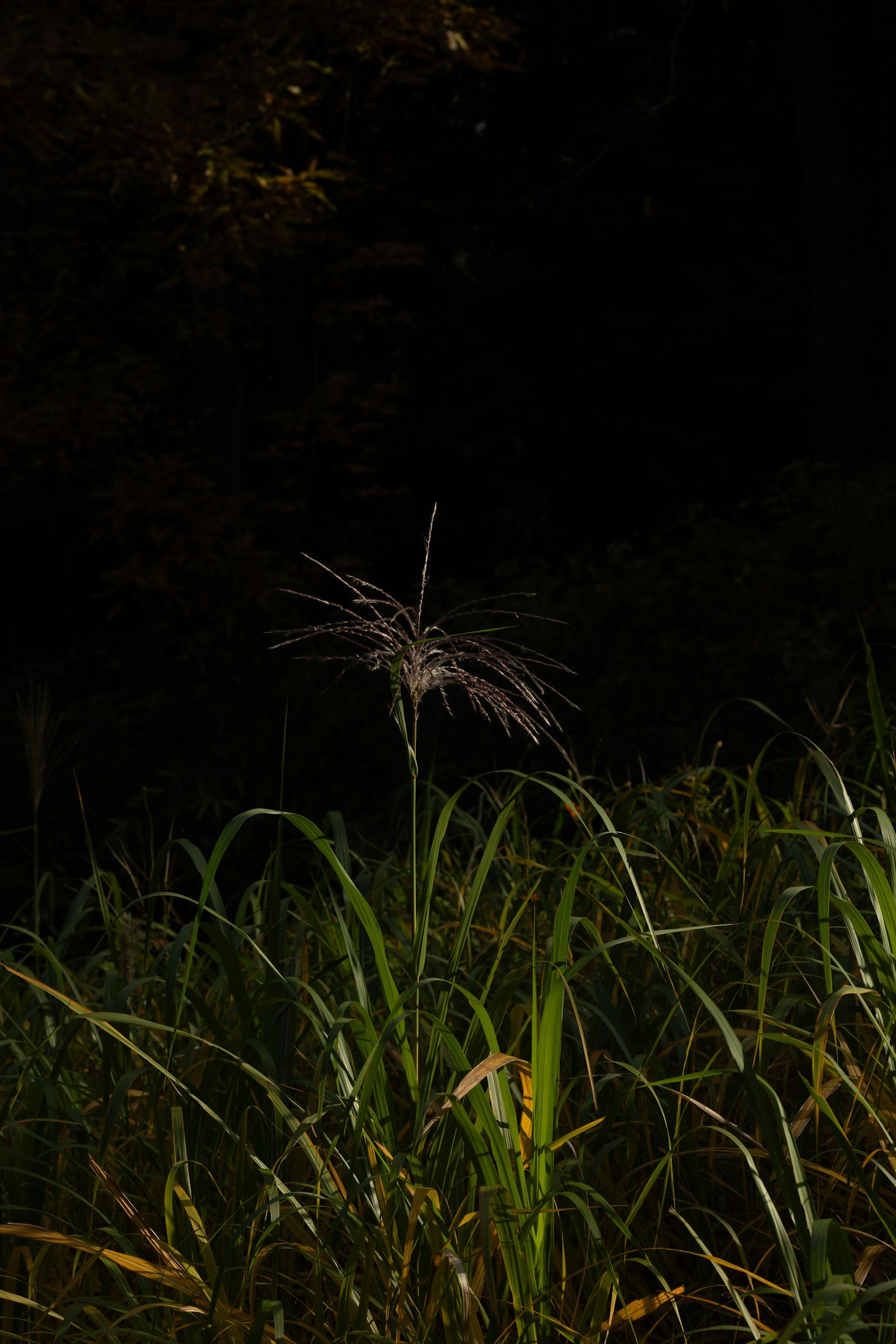 A grass flower stands out against a dark background