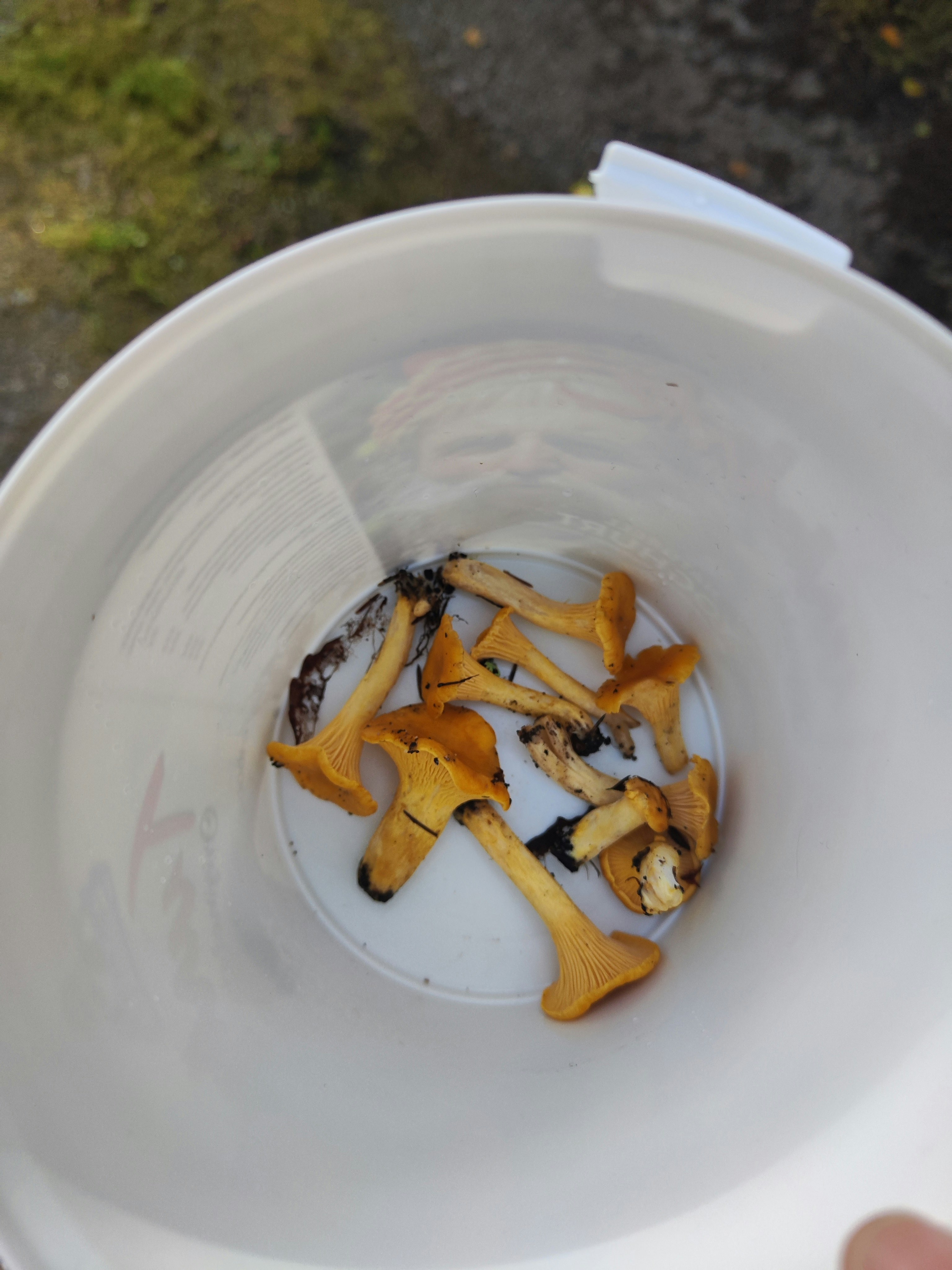 白色碗裡的金黃炸物條