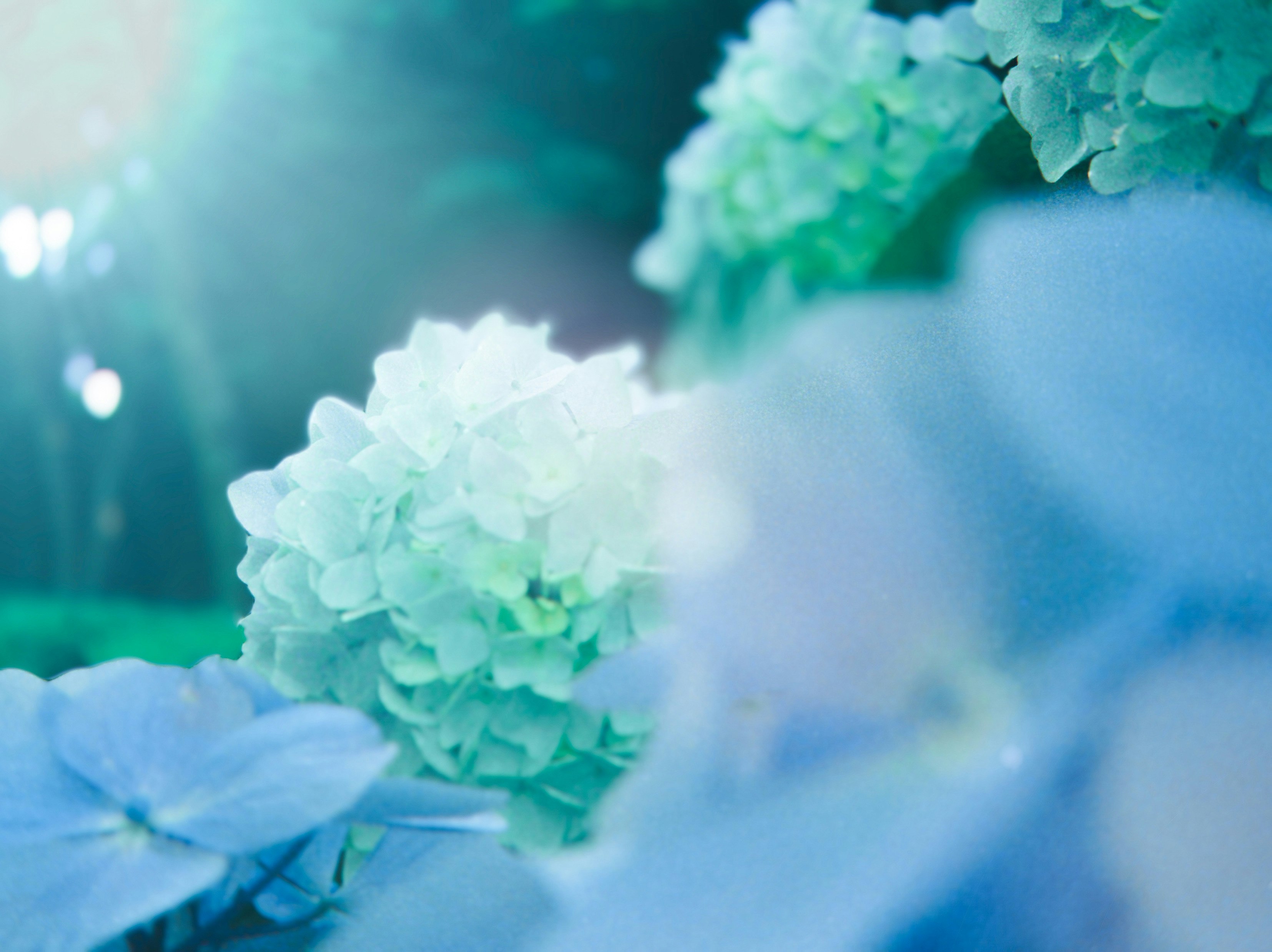 Fiori di ortensia in una luce blu tenue