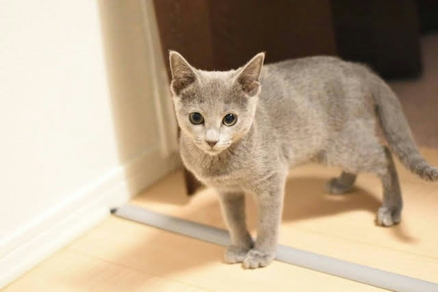 Gattino grigio in piedi davanti a una porta