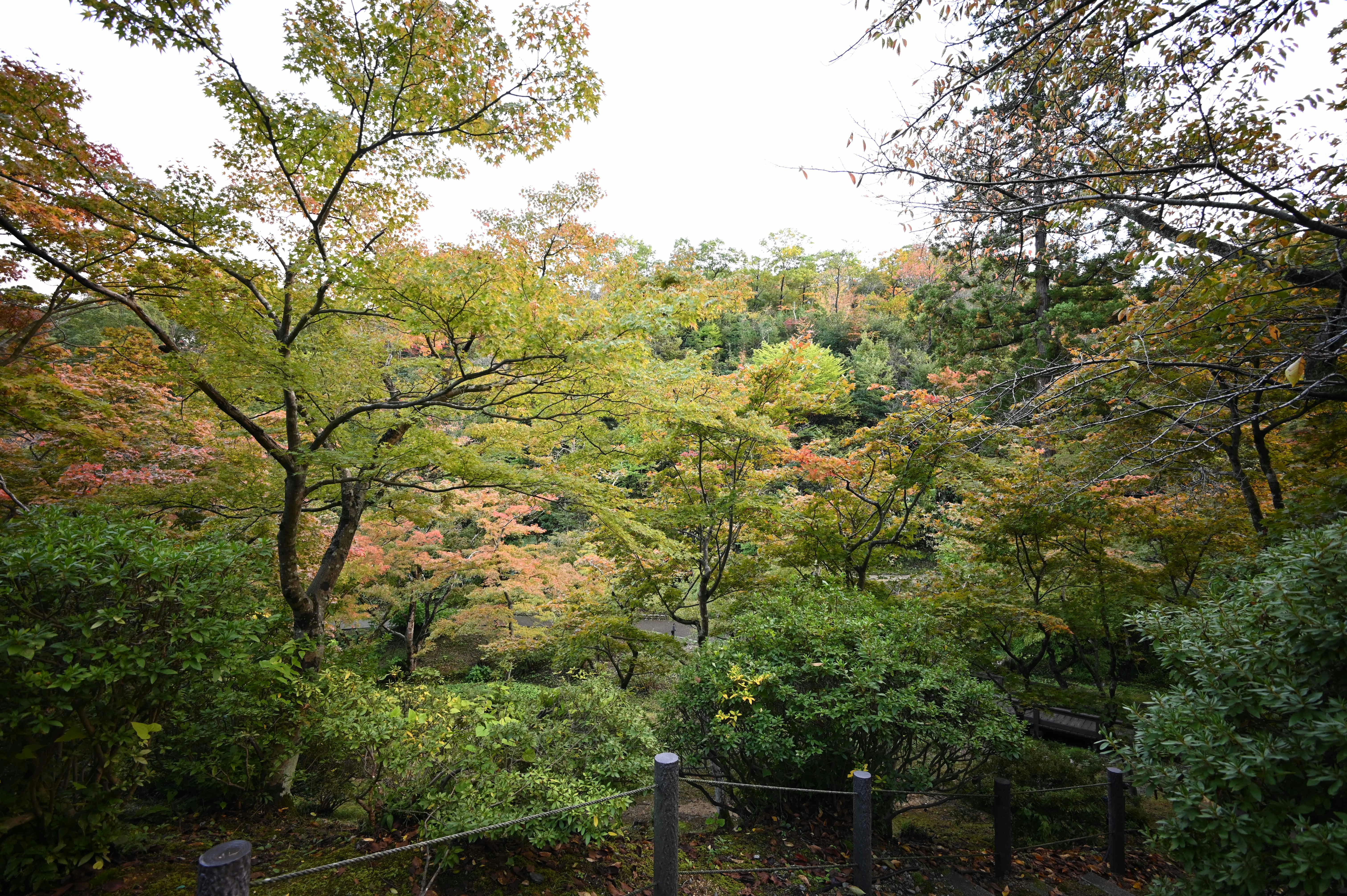 色づく木々が広がる公園の景色