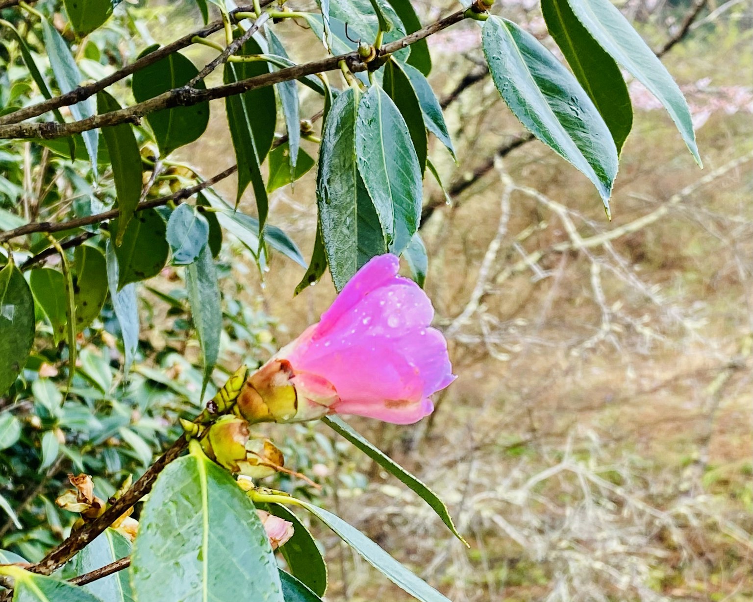 绿色叶子上的粉红色花朵特写